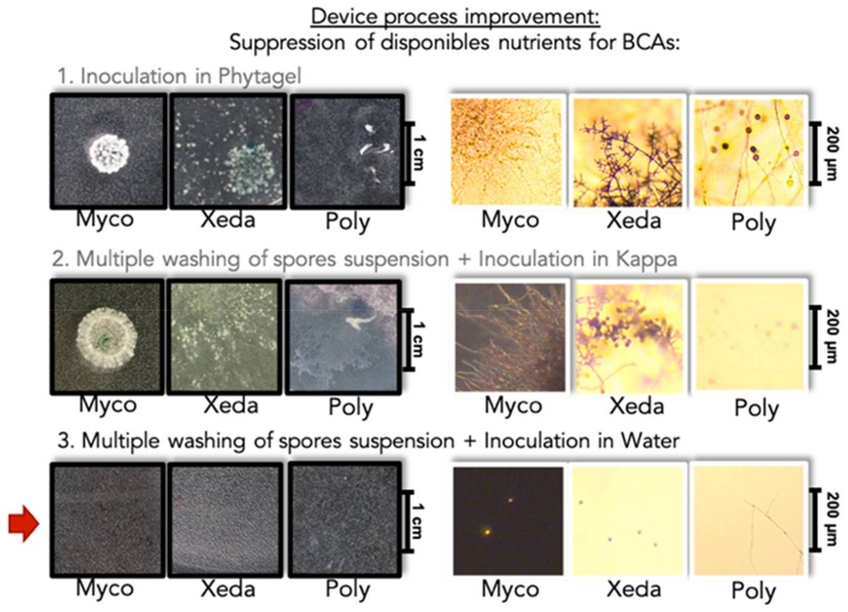 Jof 07 00446 g002 Jof 07 00446 g002