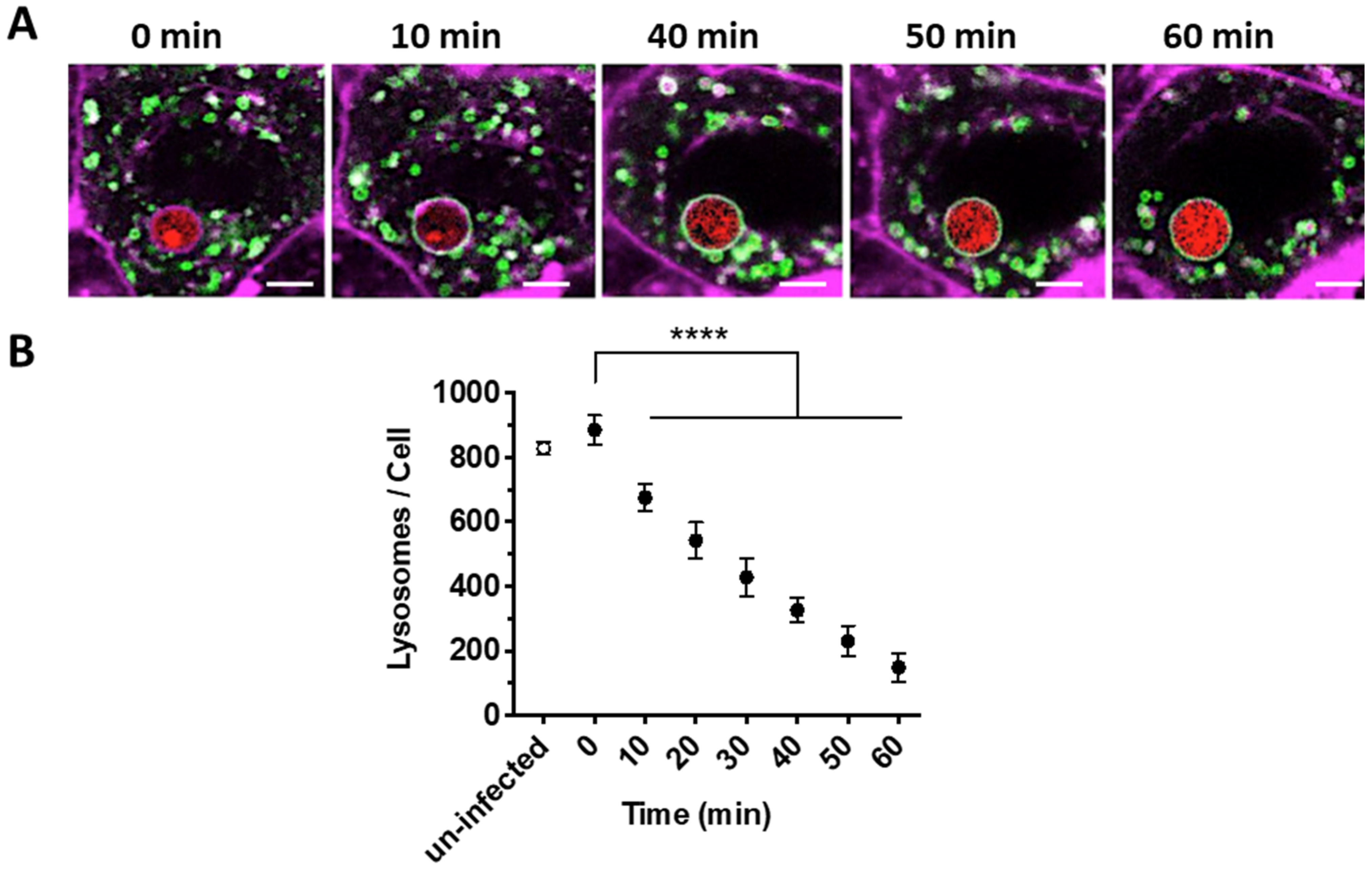 Jof 07 00454 g001 Jof 07 00454 g001