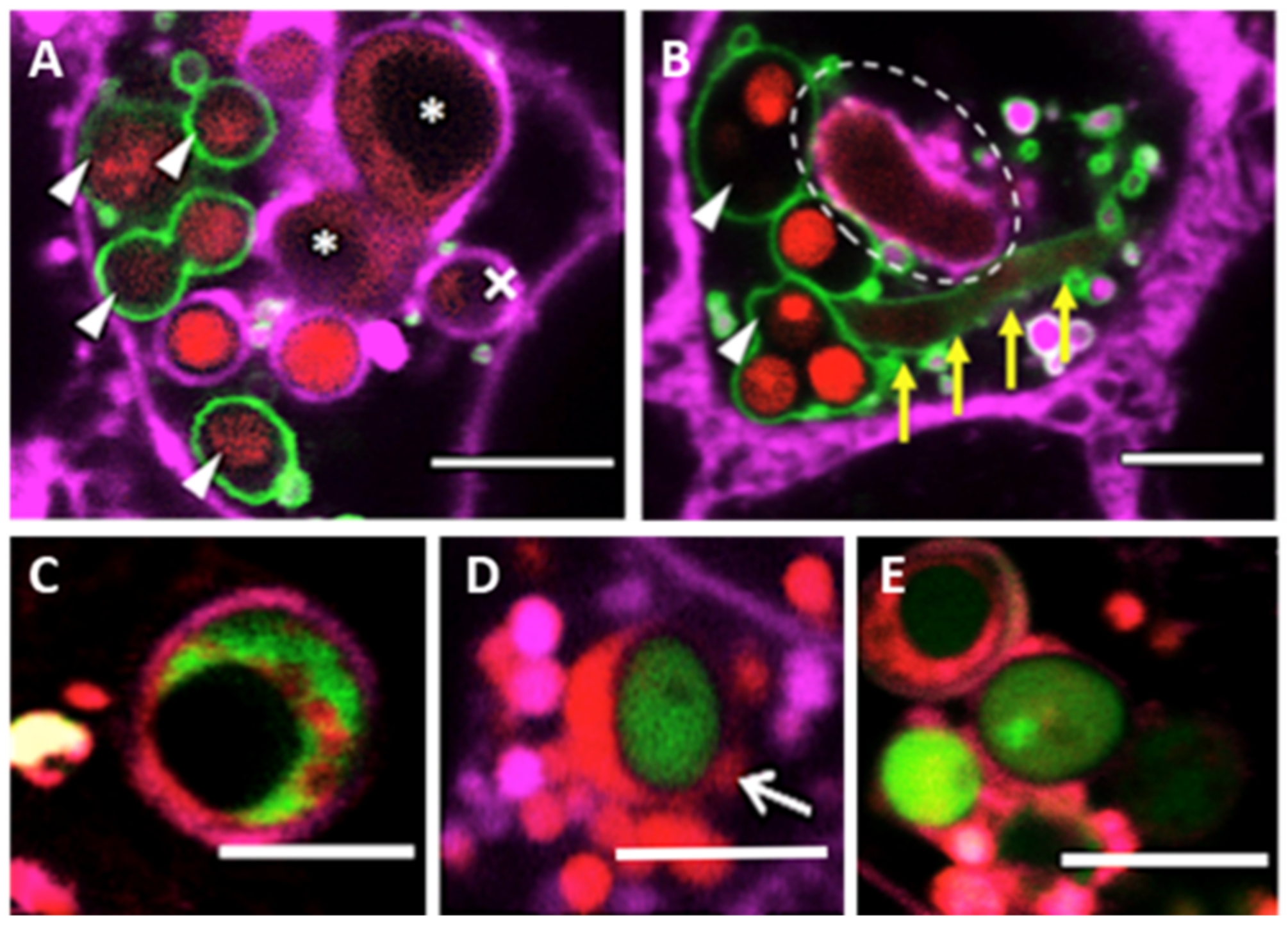 Jof 07 00454 g004 Jof 07 00454 g004