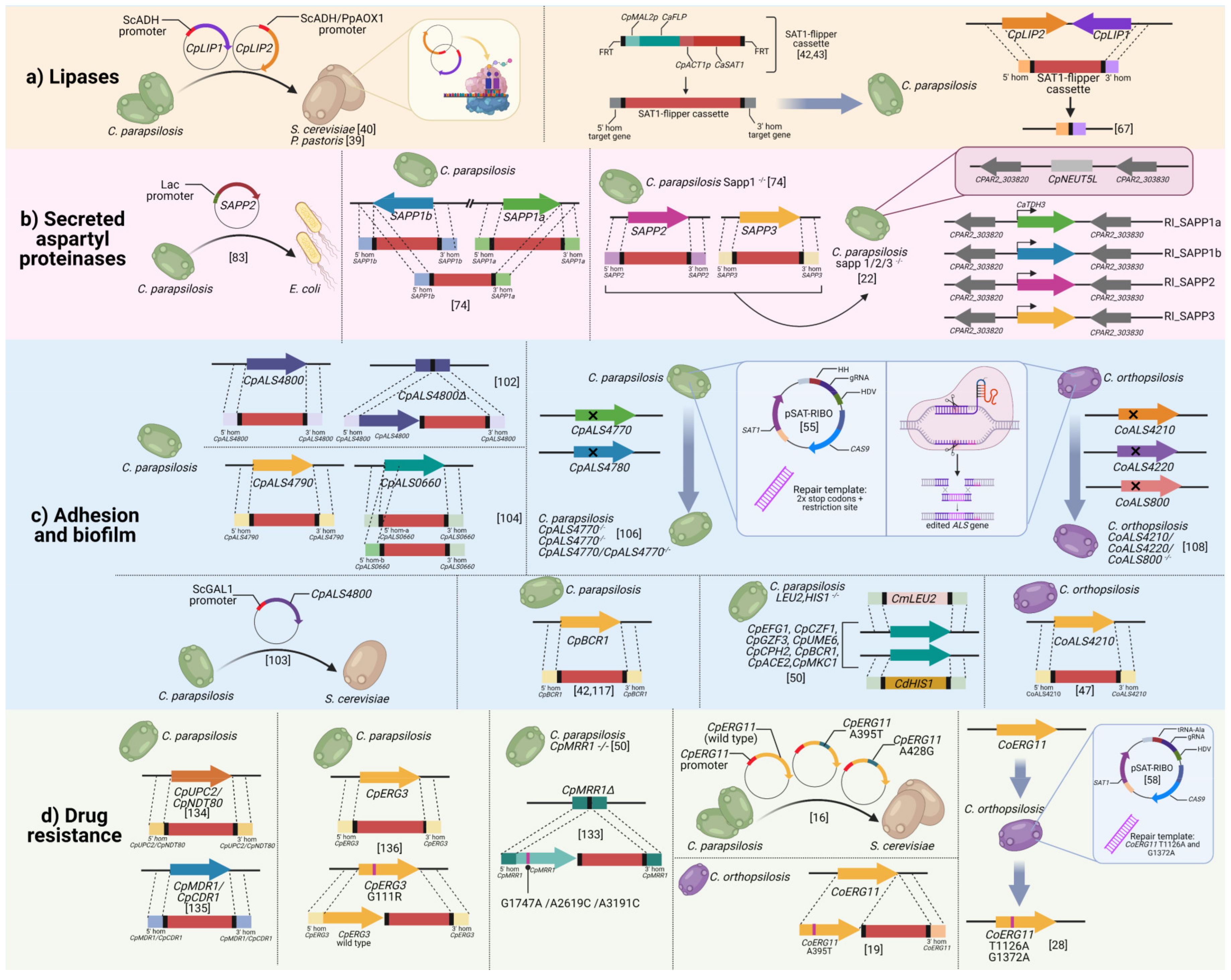 Jof Free Full Text Genetic Manipulation As A Tool To Unravel Candida Parapsilosis Species Complex Virulence And Drug Resistance State Of The Art Html Jof Free Full Text Genetic Manipulation As A Tool To Unravel Candida Parapsilosis Species Complex Virulence And Drug Resistance State Of The Art Html