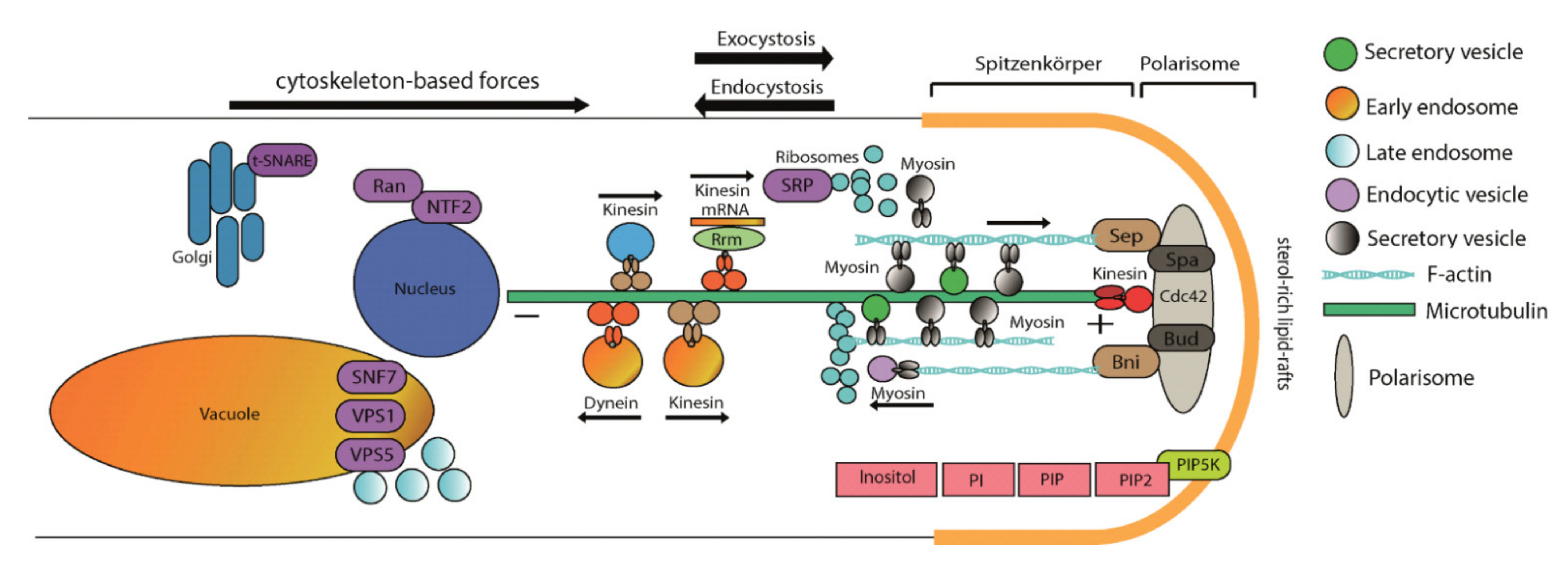Jof 07 00470 g007 Jof 07 00470 g007