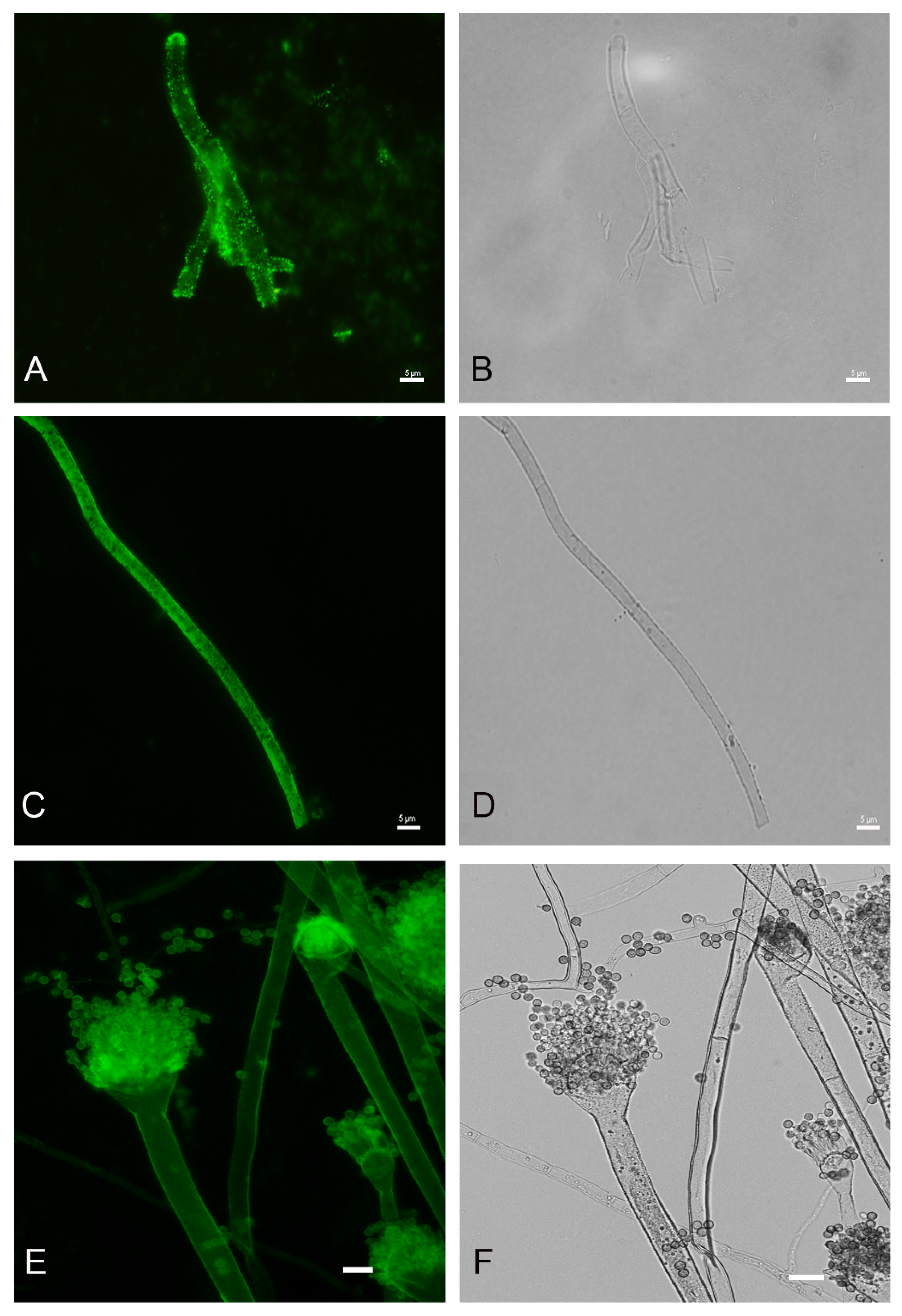 Jof 07 00475 g005 Jof 07 00475 g005