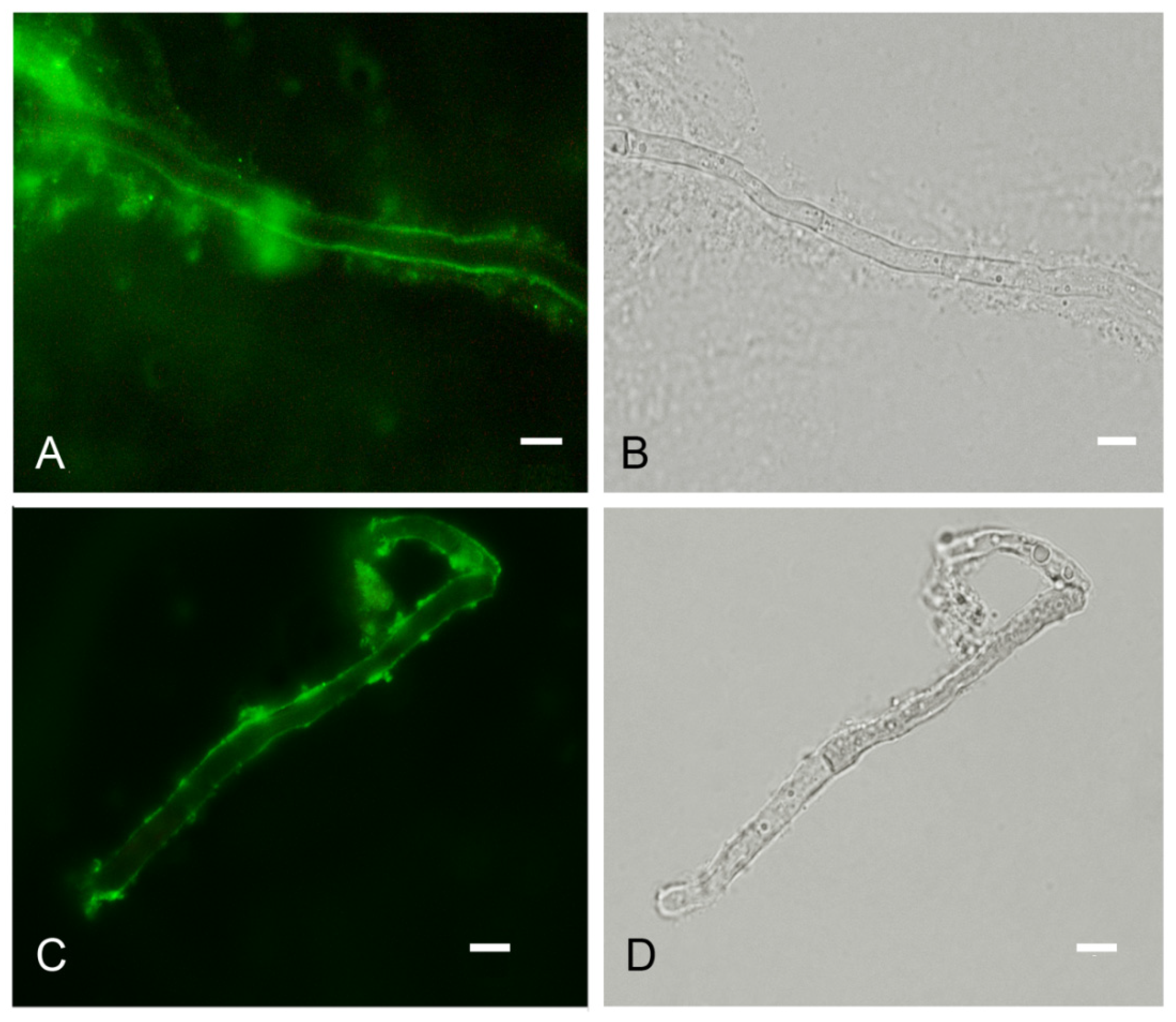 Jof 07 00475 g006 Jof 07 00475 g006