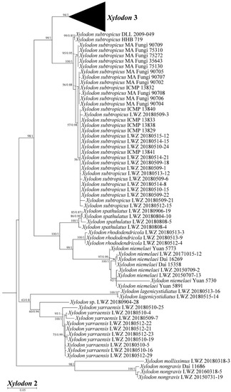 Jof Free Full Text Towards A Natural Classification Of Hyphodontia Sensu Lato And The Trait Evolution Of Basidiocarps Within Hymenochaetales Basidiomycota Html