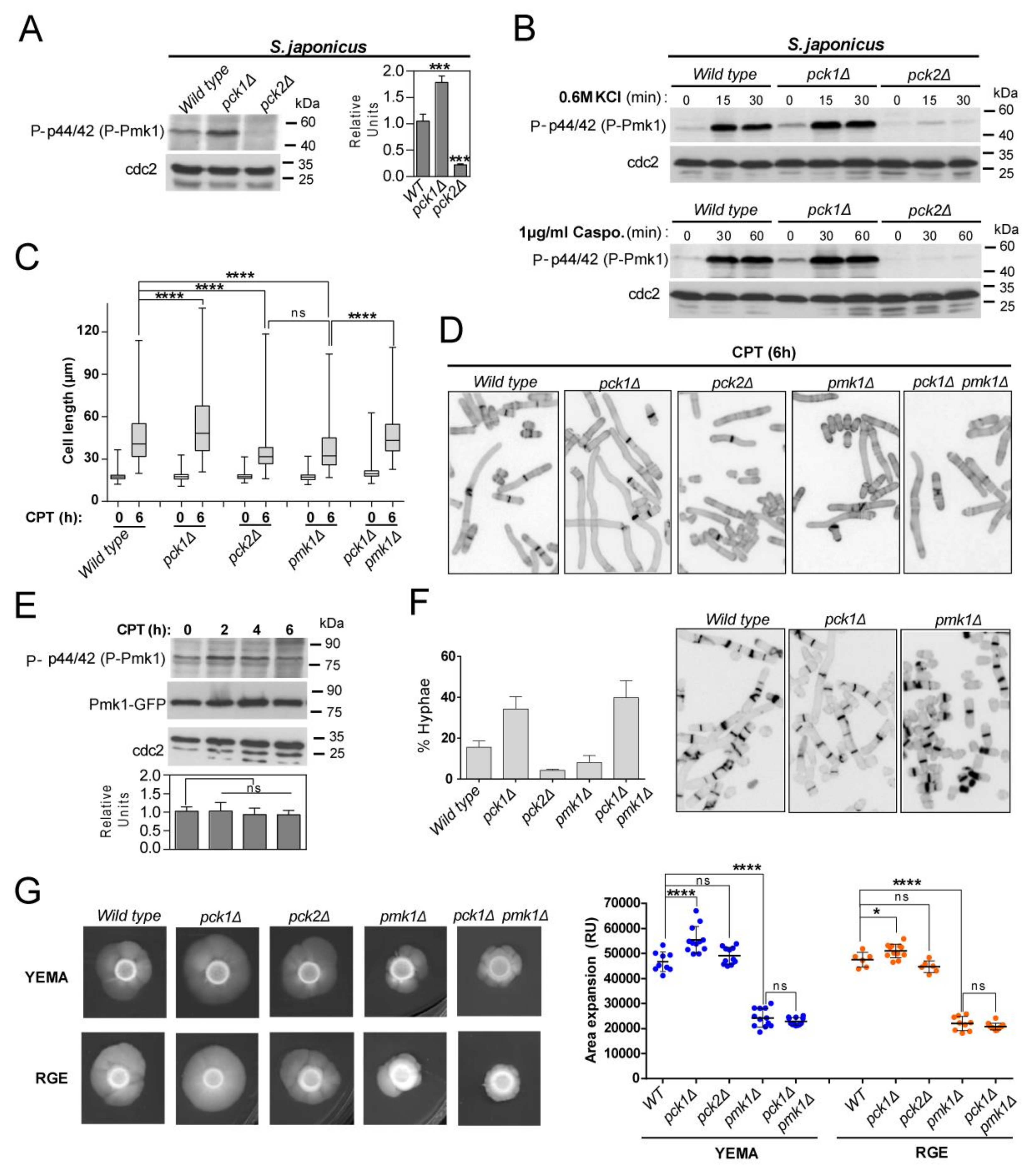 Jof 07 00482 g002 Jof 07 00482 g002