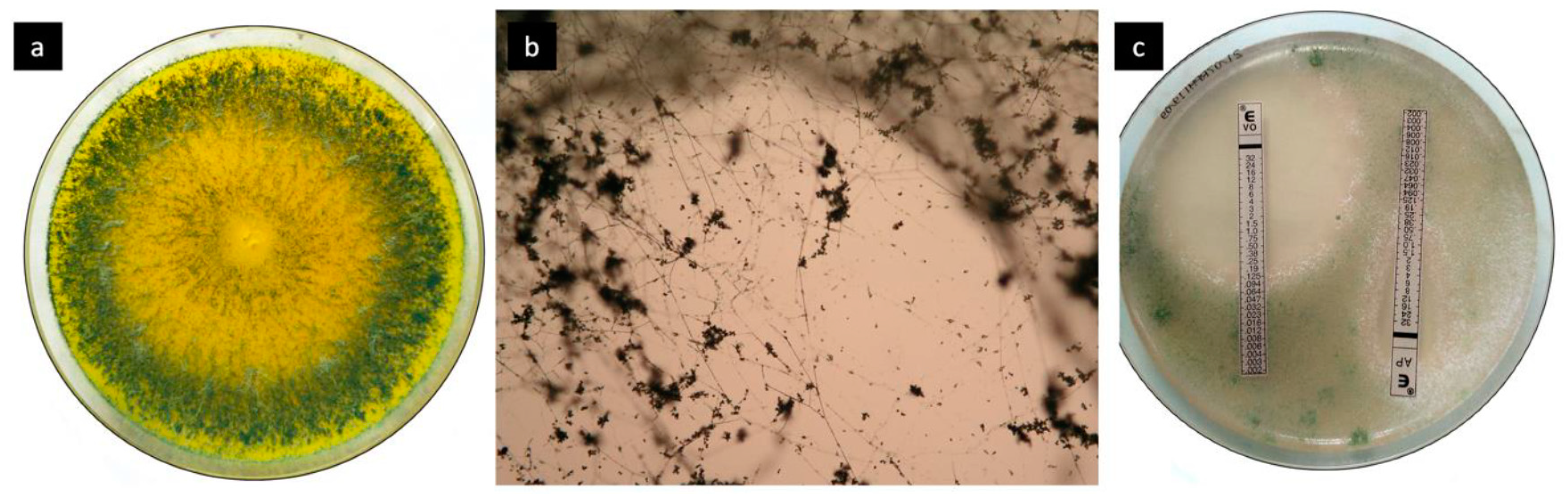 Jof 07 00487 g003 Jof 07 00487 g003