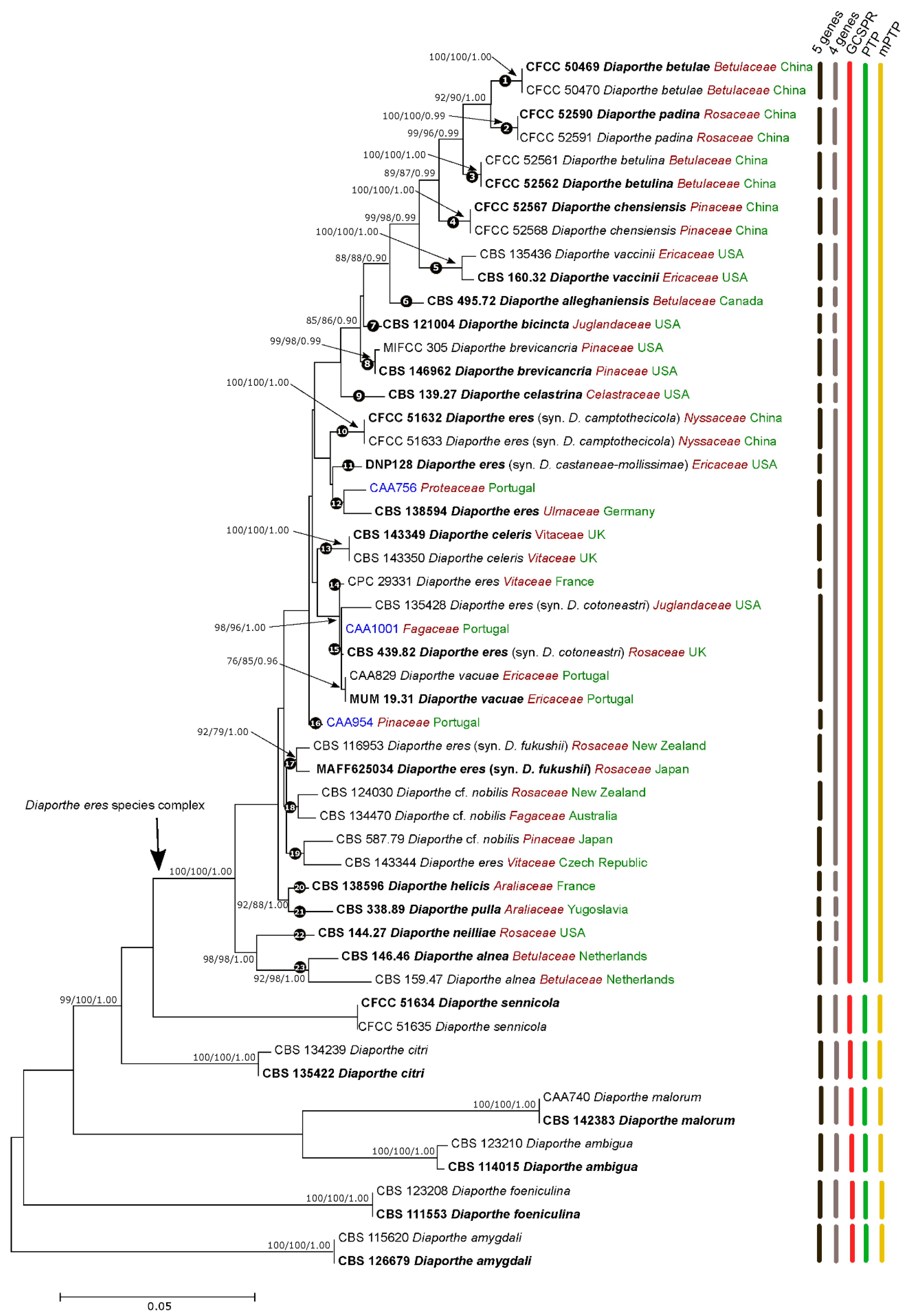 Jof Free Full Text Using Genealogical Concordance And Coalescent Based Species Delimitation To Assess Species Boundaries In The Diaporthe Eres Complex