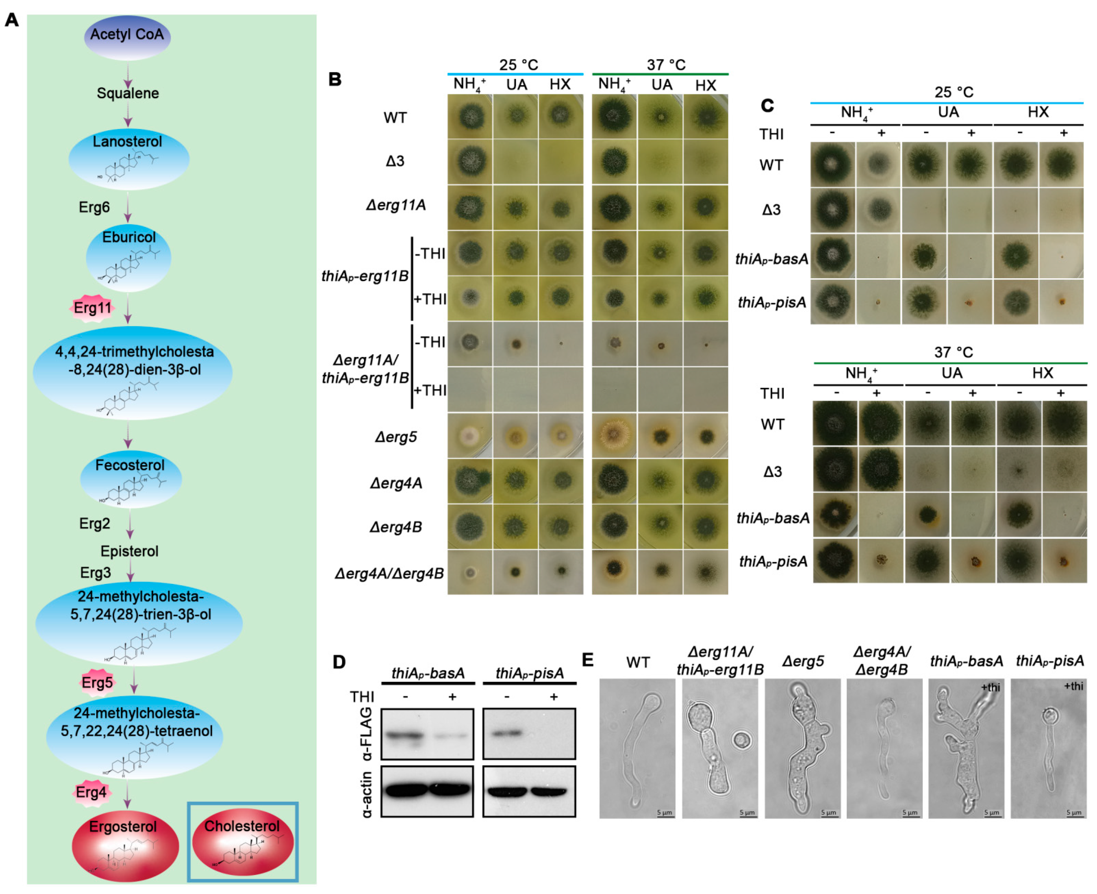 Jof 07 00514 g001 Jof 07 00514 g001