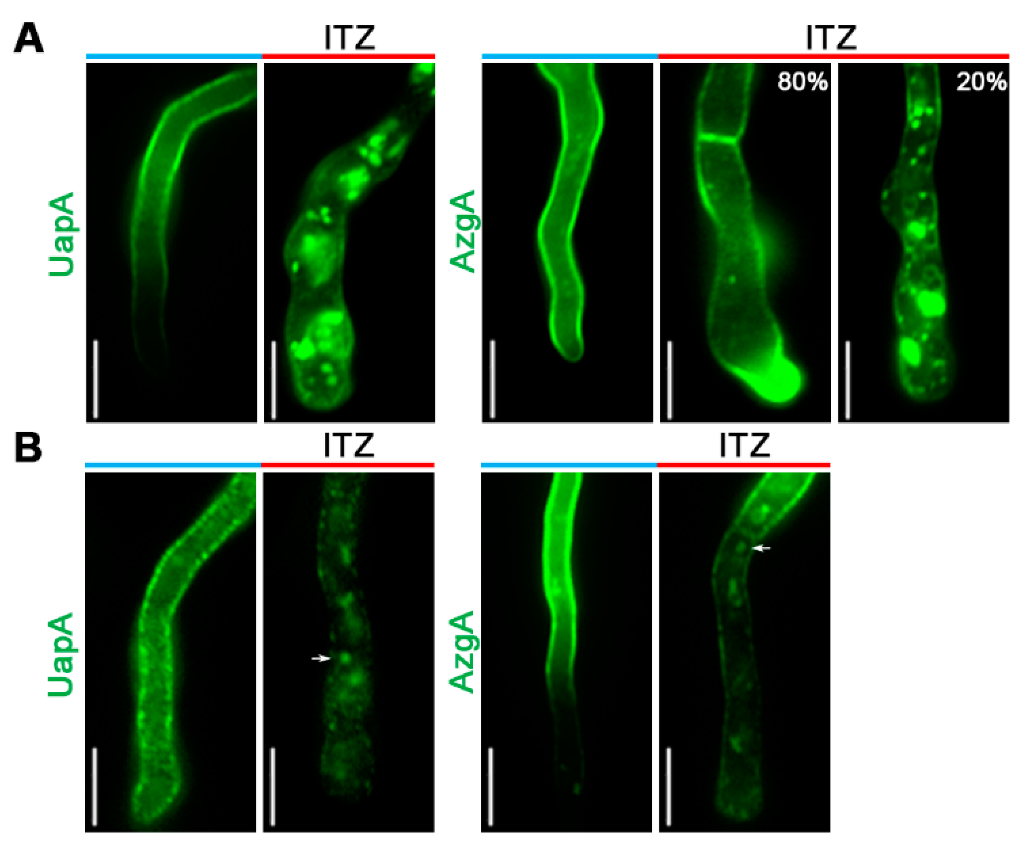 Jof 07 00514 g003 Jof 07 00514 g003