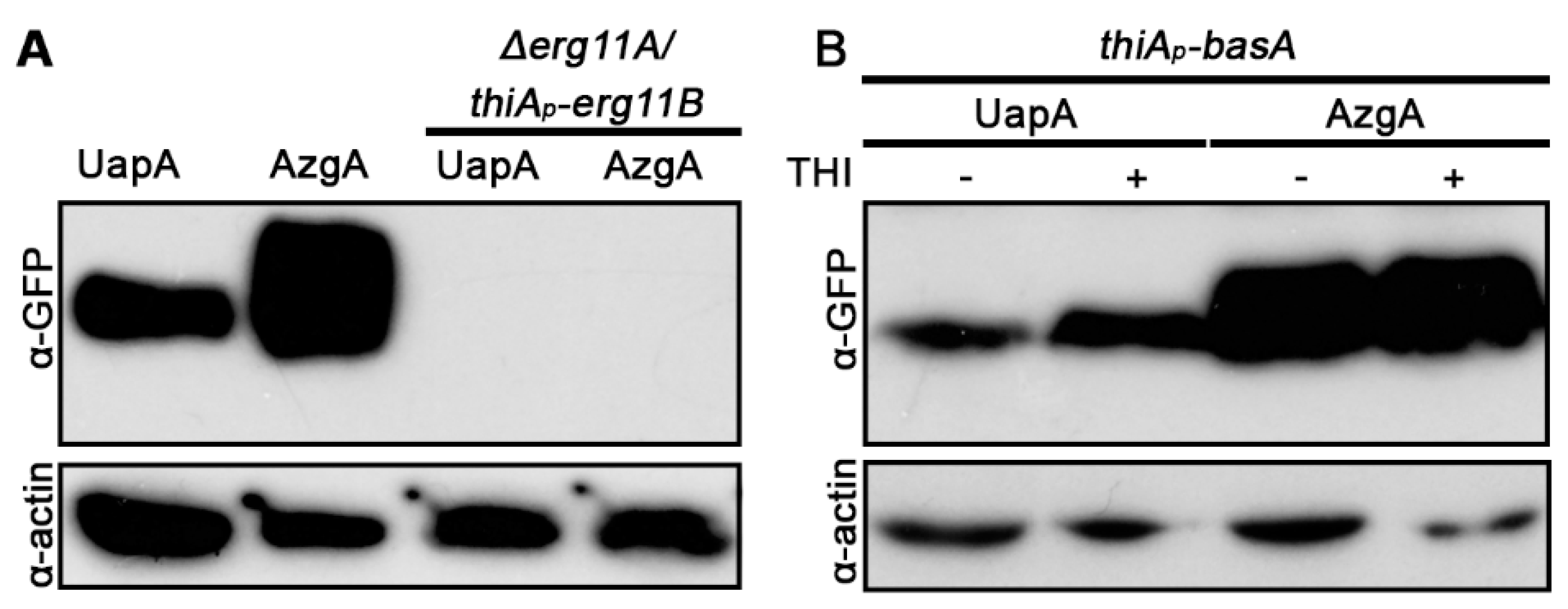 Jof 07 00514 g004 Jof 07 00514 g004