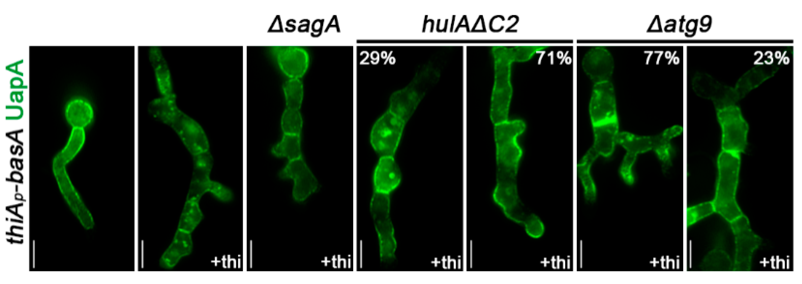 Jof 07 00514 g006 Jof 07 00514 g006