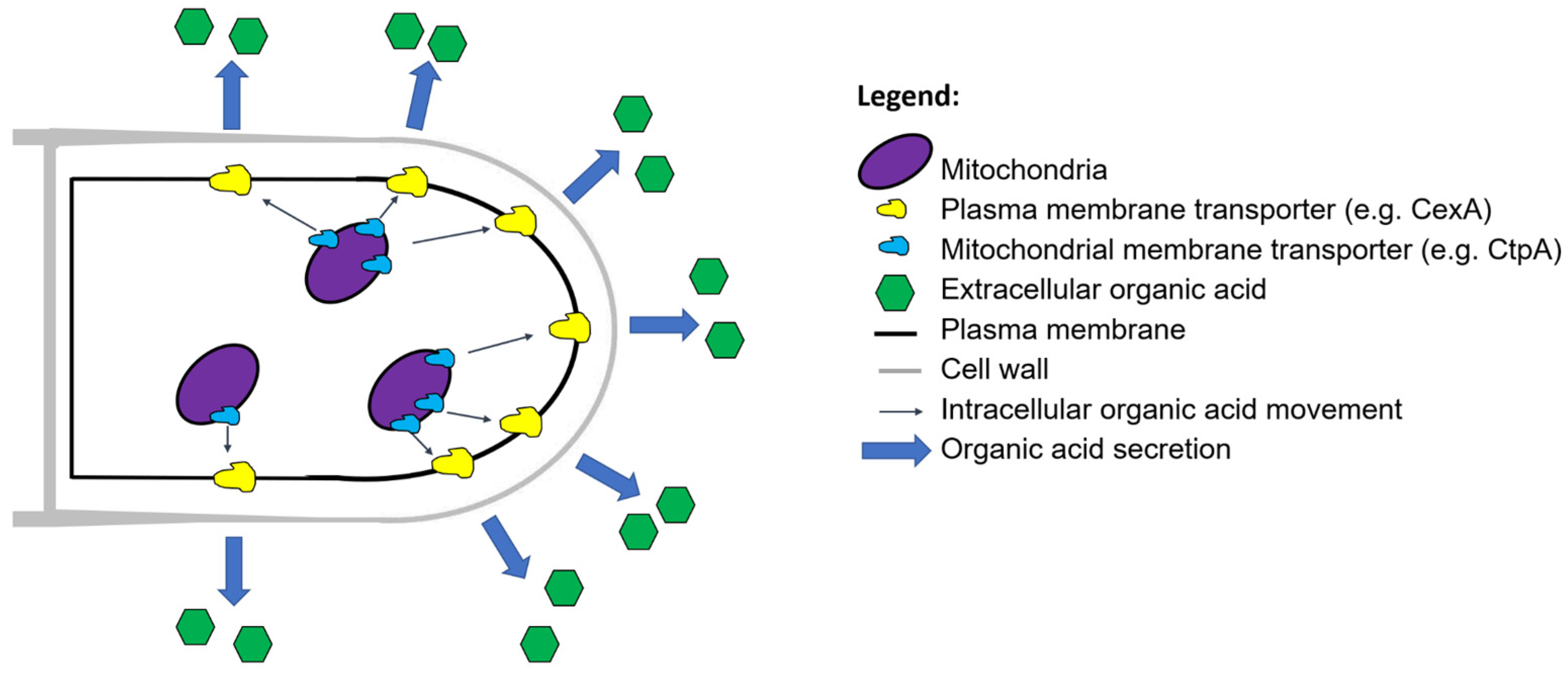 Jof Free Full Text Turning Inside Out Filamentous Fungal Secretion And Its Applications In Biotechnology Agriculture And The Clinic Html Jof Free Full Text Turning Inside Out Filamentous Fungal Secretion And Its Applications In Biotechnology Agriculture And The Clinic Html
