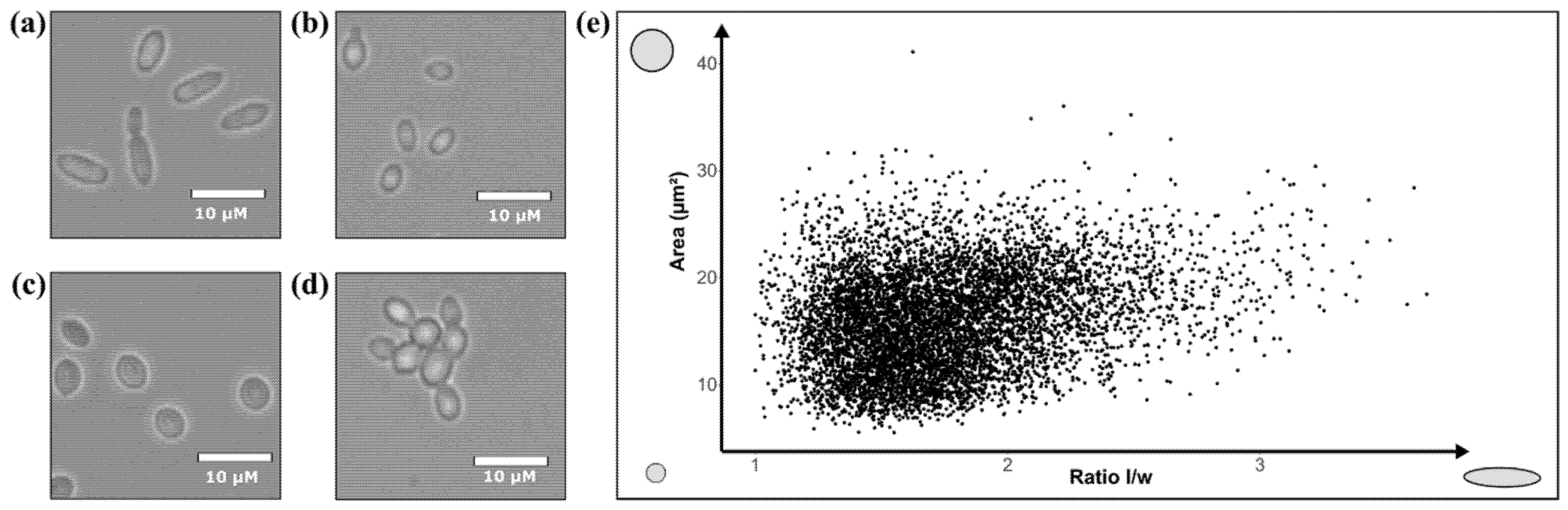 Jof 07 00581 g003 Jof 07 00581 g003