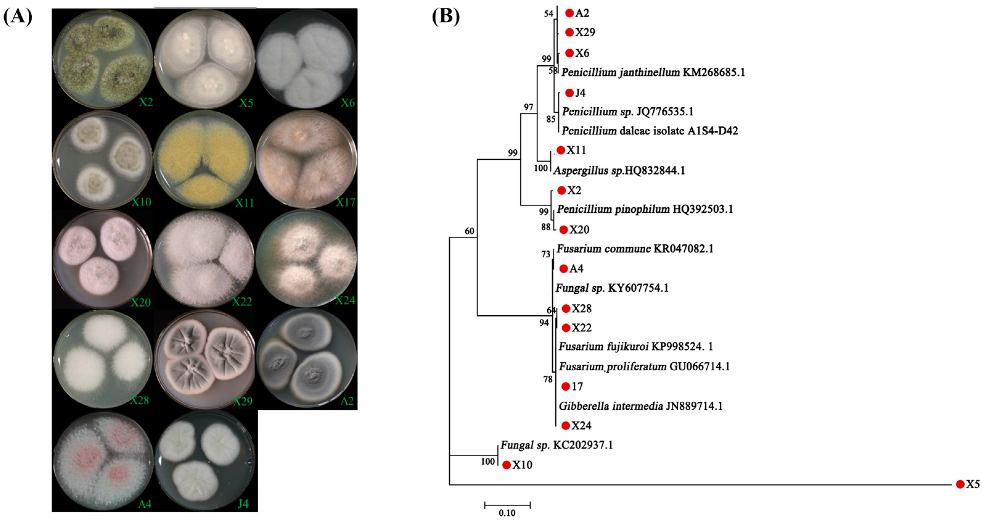 Jof 07 00584 g001 Jof 07 00584 g001