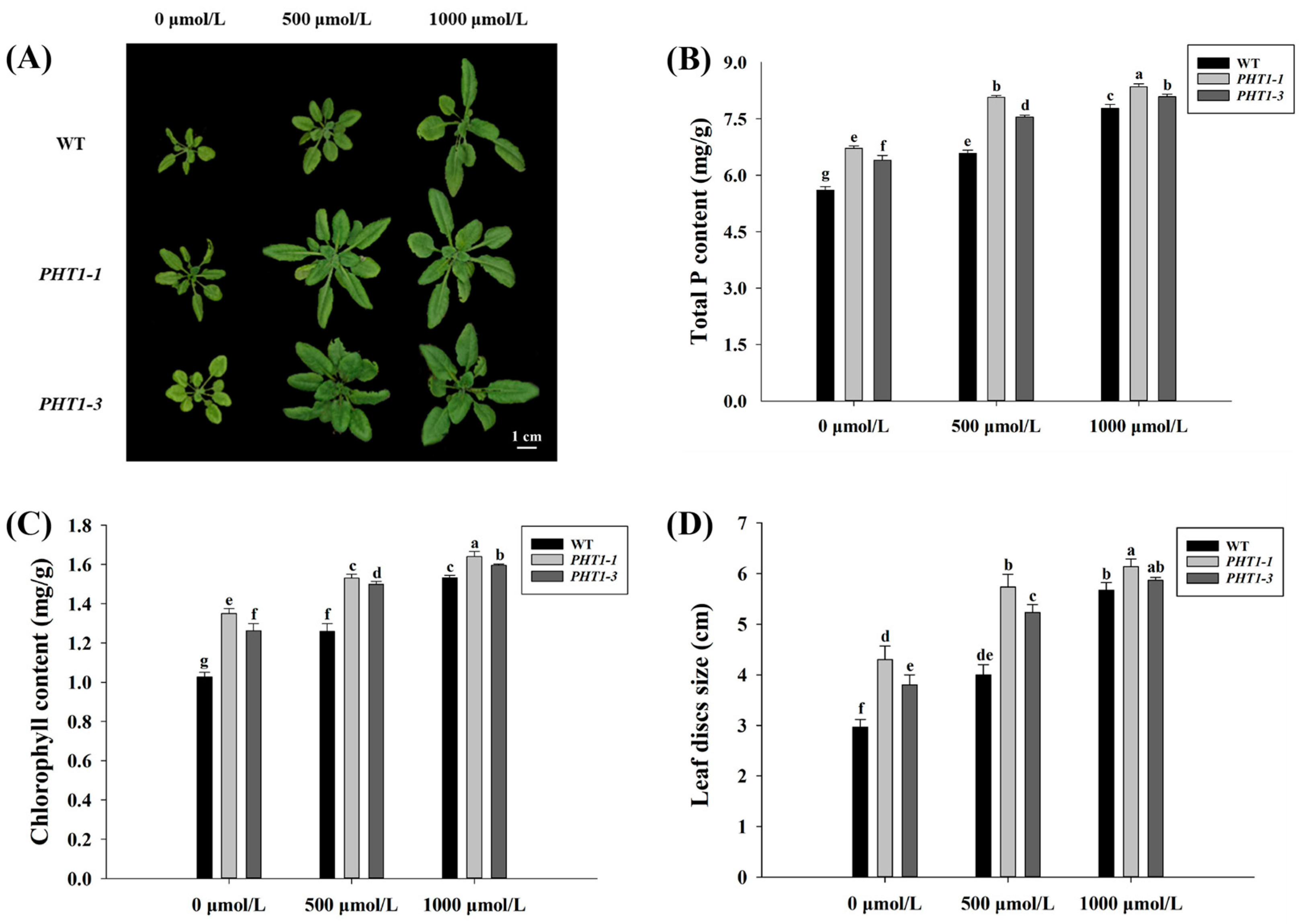 Jof 07 00584 g007 Jof 07 00584 g007