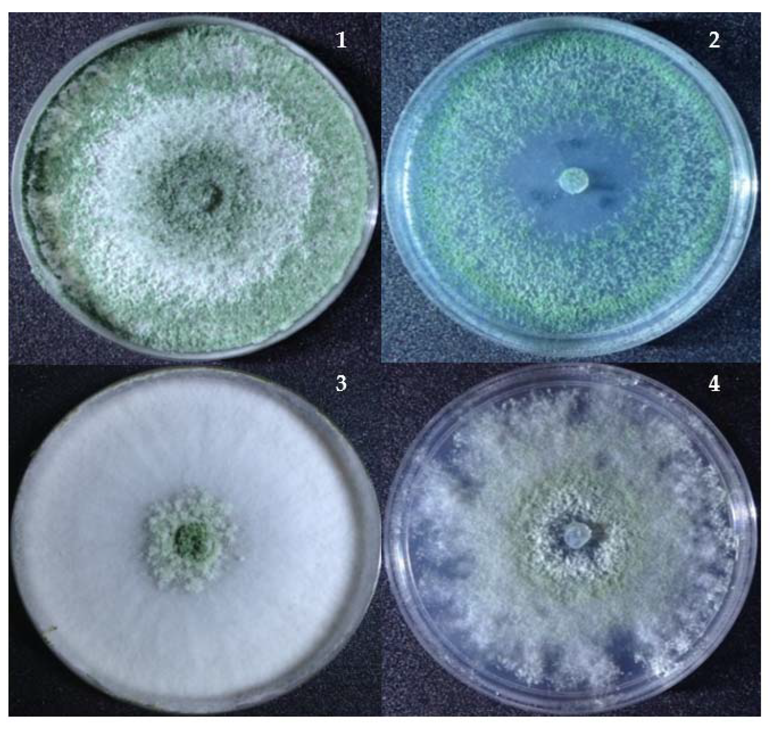 Jof 07 00591 g004 Jof 07 00591 g004