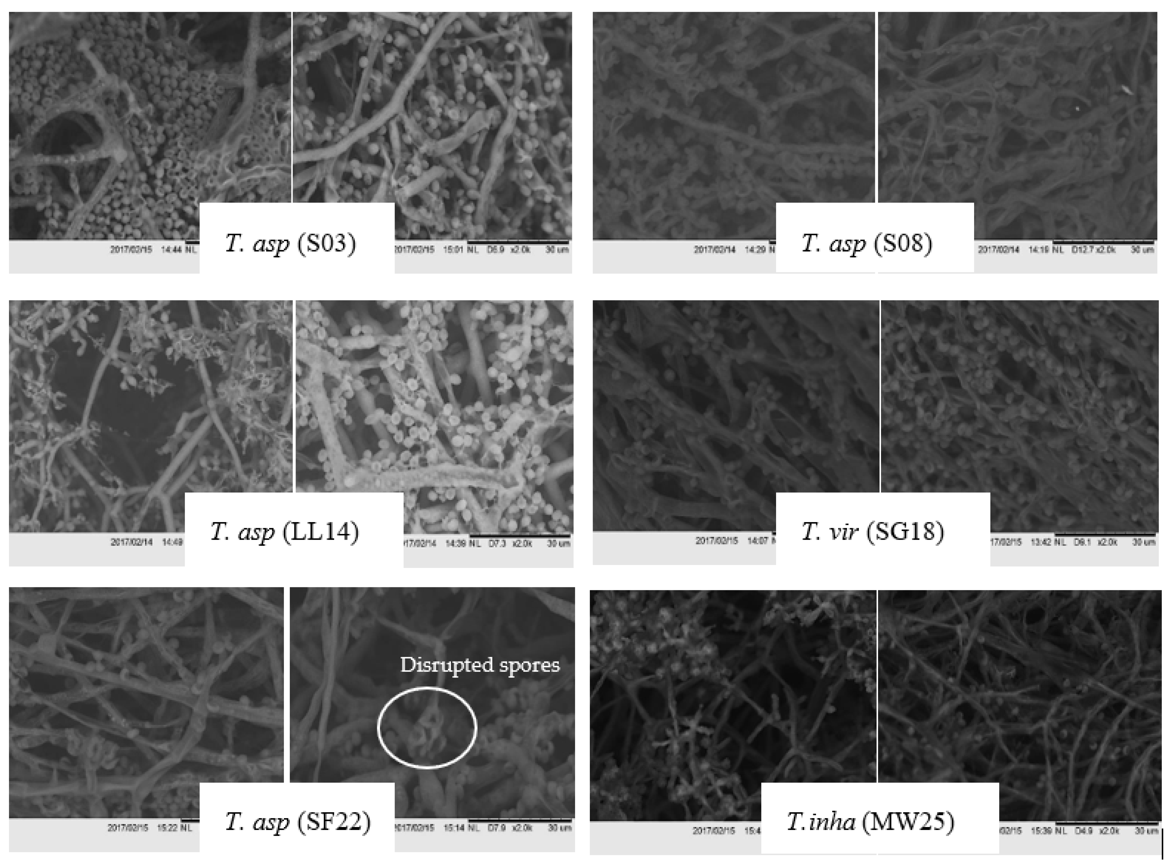 Jof 07 00591 g005 Jof 07 00591 g005