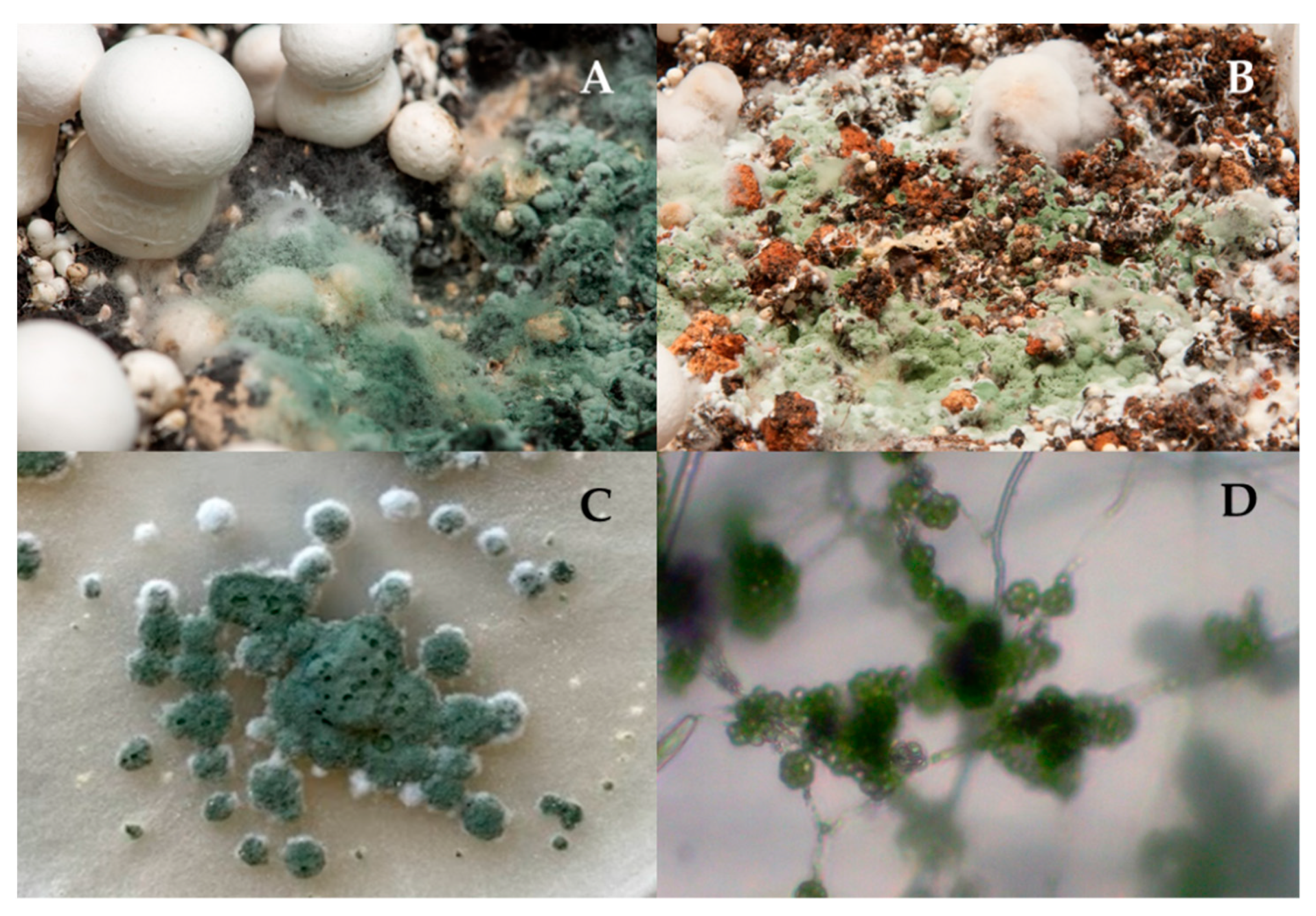 Jof 07 00598 g001 Jof 07 00598 g001