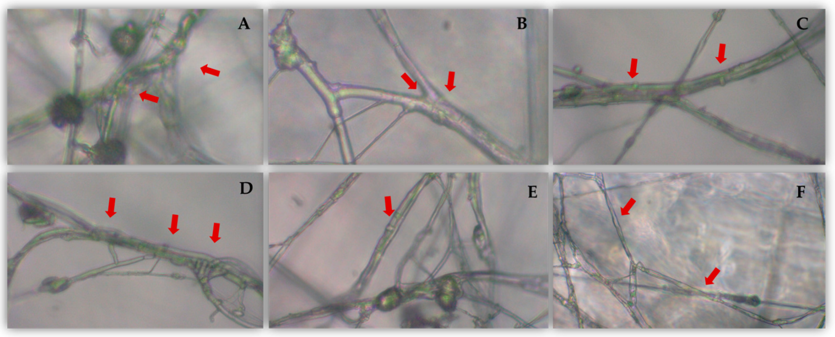 Jof 07 00598 g003 Jof 07 00598 g003