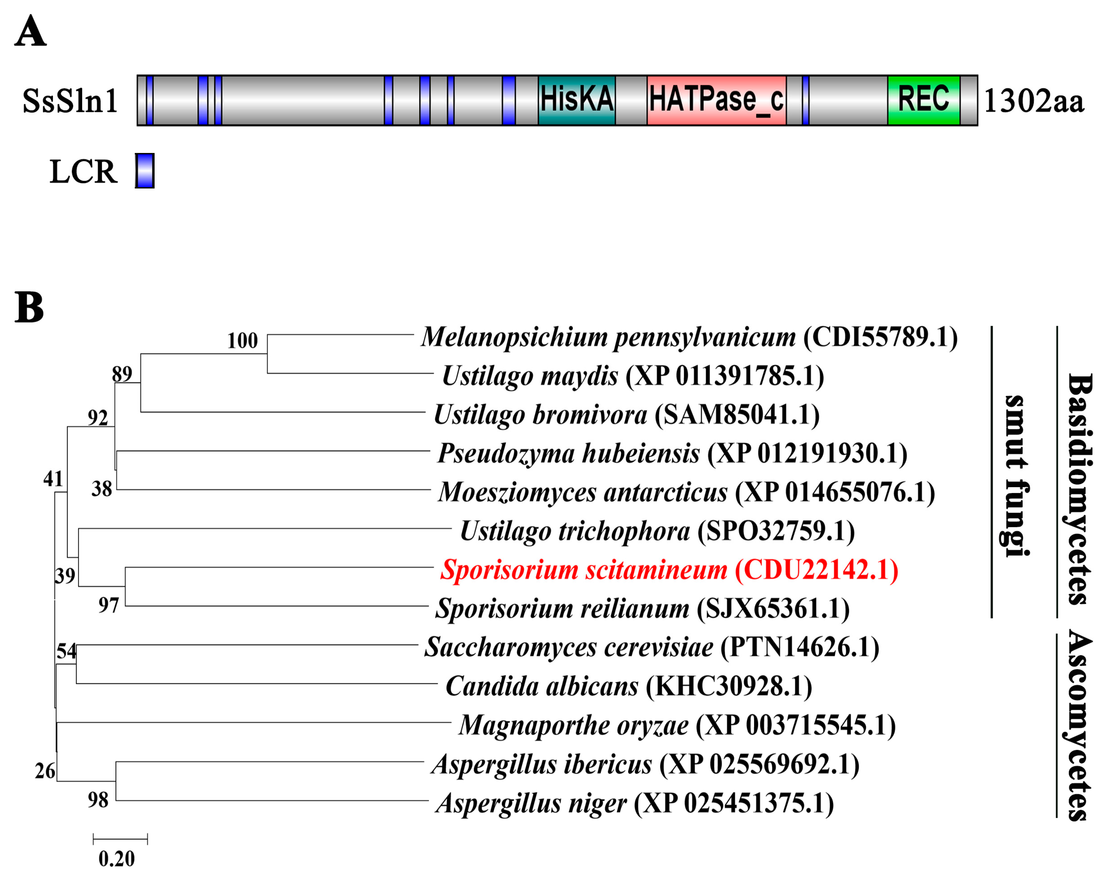 Jof Free Full Text Histidine Kinase Sln1 And Camp Pka Signaling Pathways Antagonistically Regulate Sporisorium Scitamineum Mating And Virulence Via Transcription Factor Prf1 Html Jof Free Full Text Histidine Kinase Sln1 And Camp Pka Signaling Pathways Antagonistically Regulate Sporisorium Scitamineum Mating And Virulence Via Transcription Factor Prf1 Html