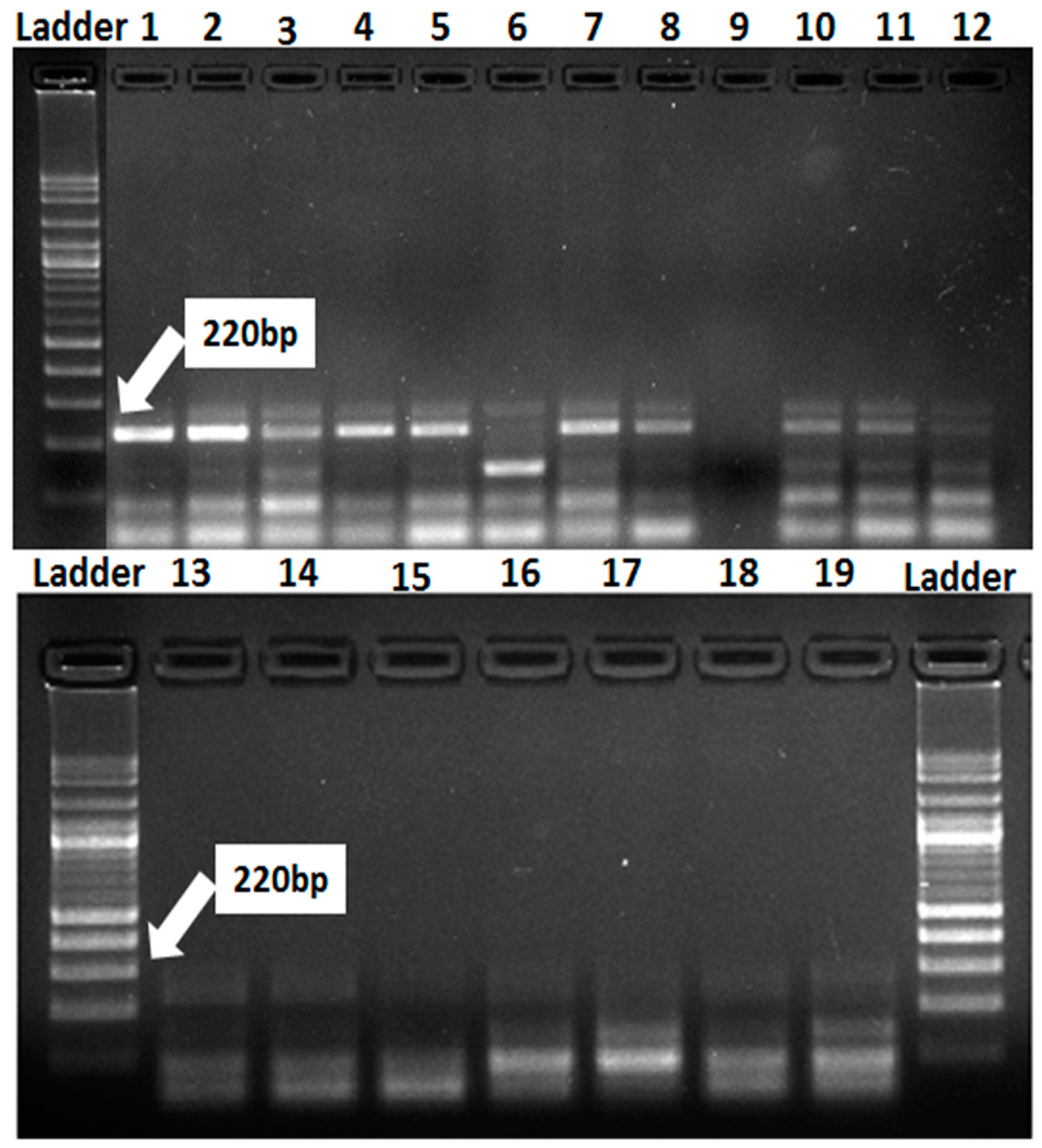 Jof 07 00622 g004 Jof 07 00622 g004