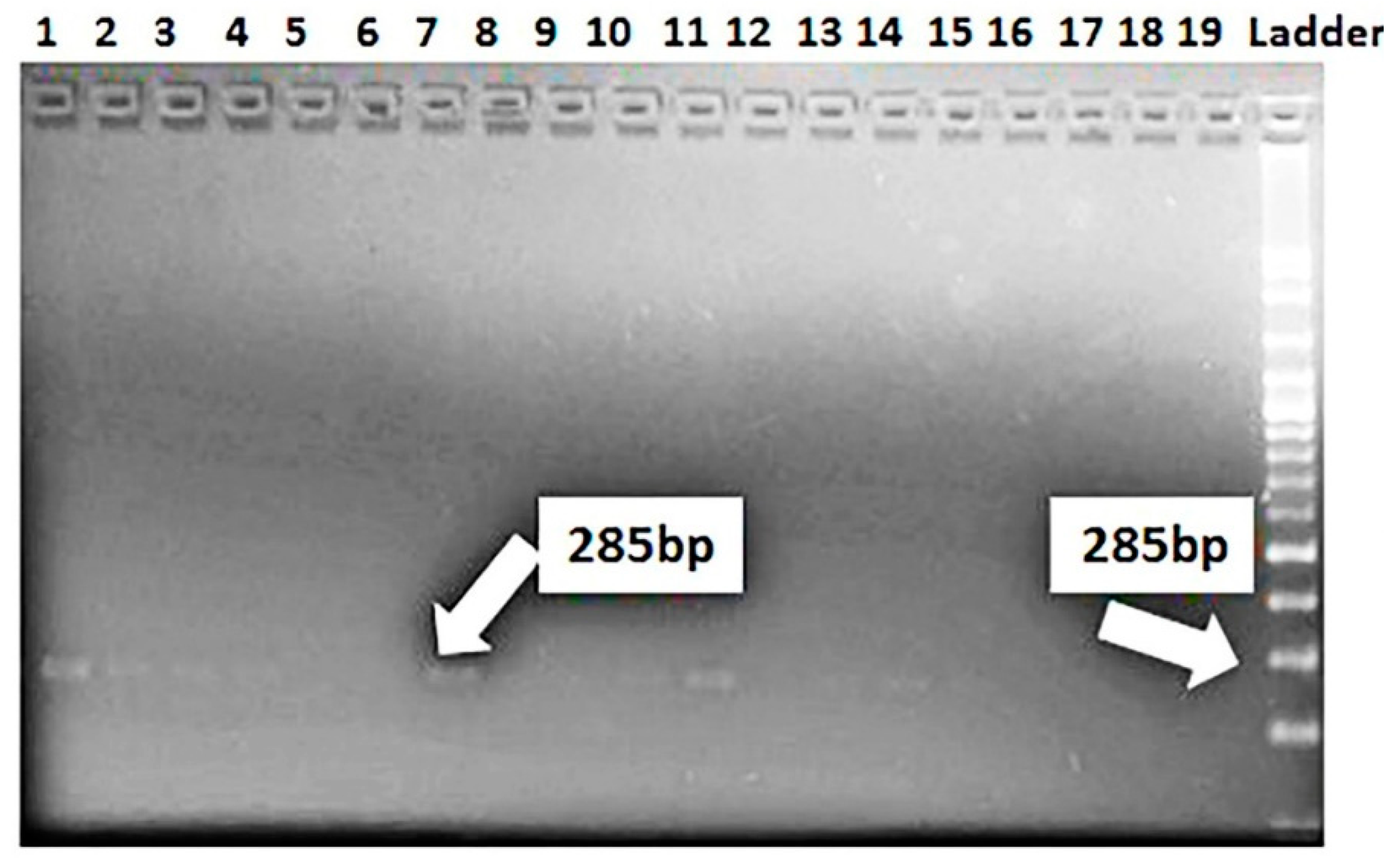 Jof 07 00622 g005 Jof 07 00622 g005