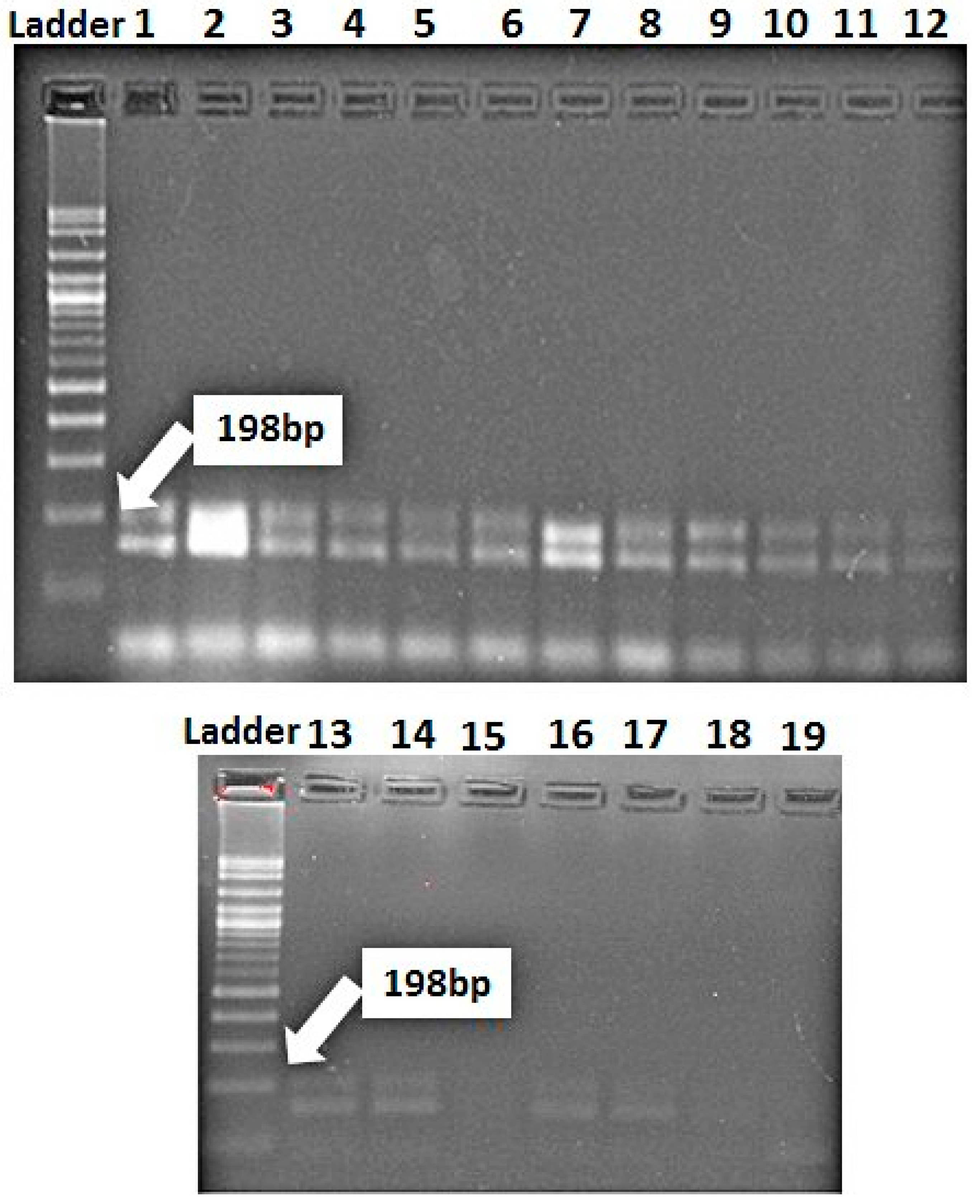 Jof 07 00622 g007 Jof 07 00622 g007