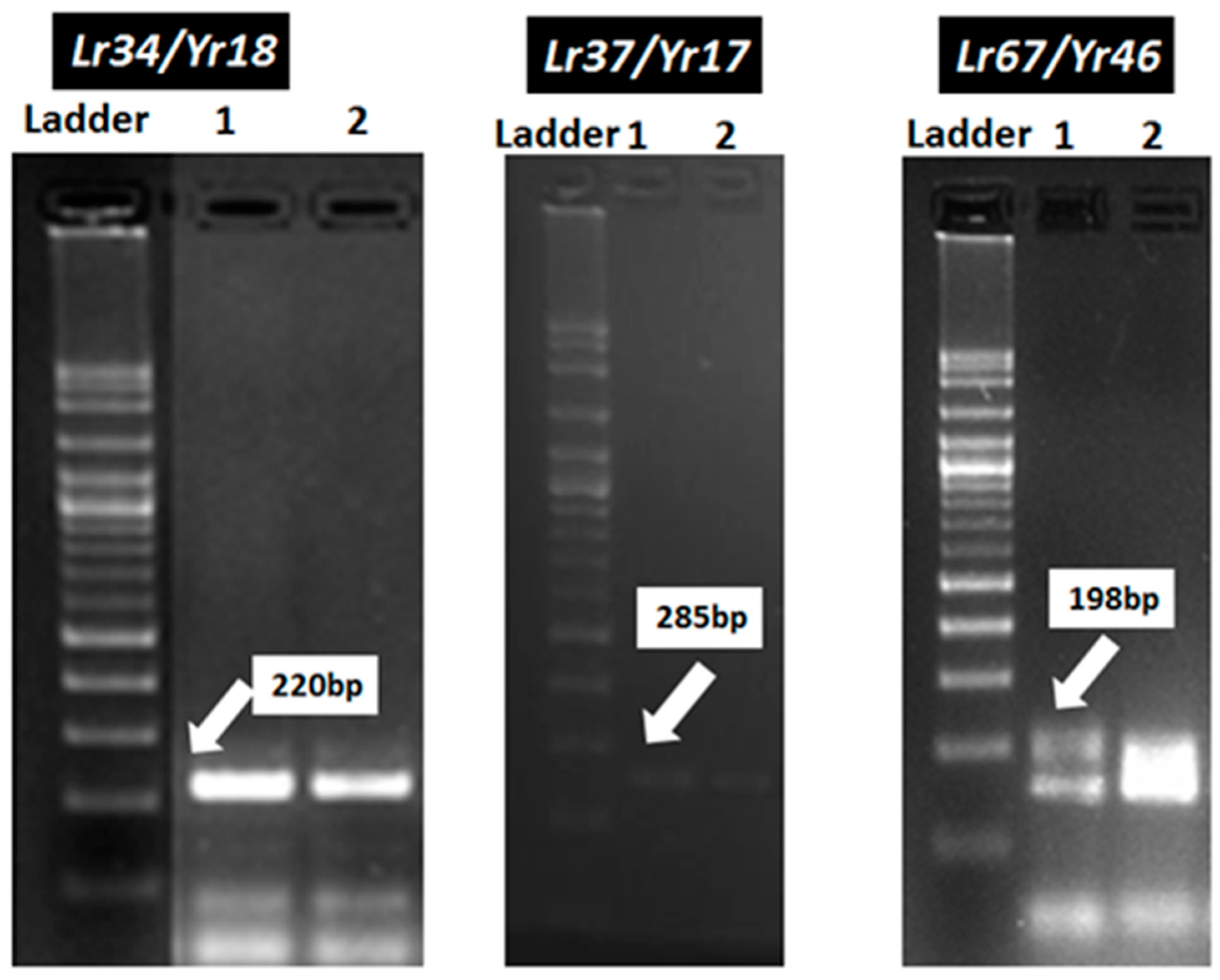 Jof 07 00622 g011 Jof 07 00622 g011