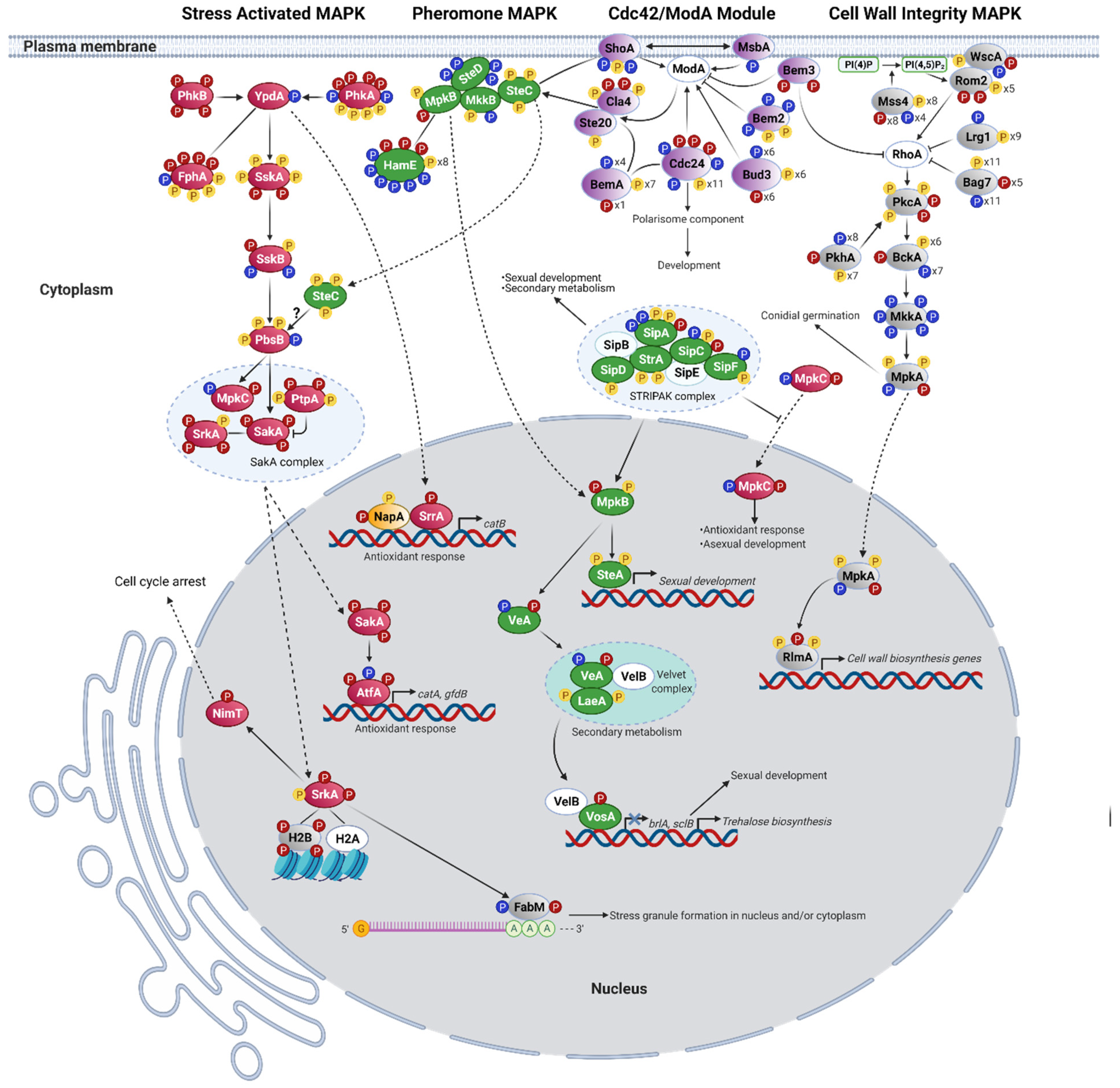 Transcriptional control of aspartate kinase expression during