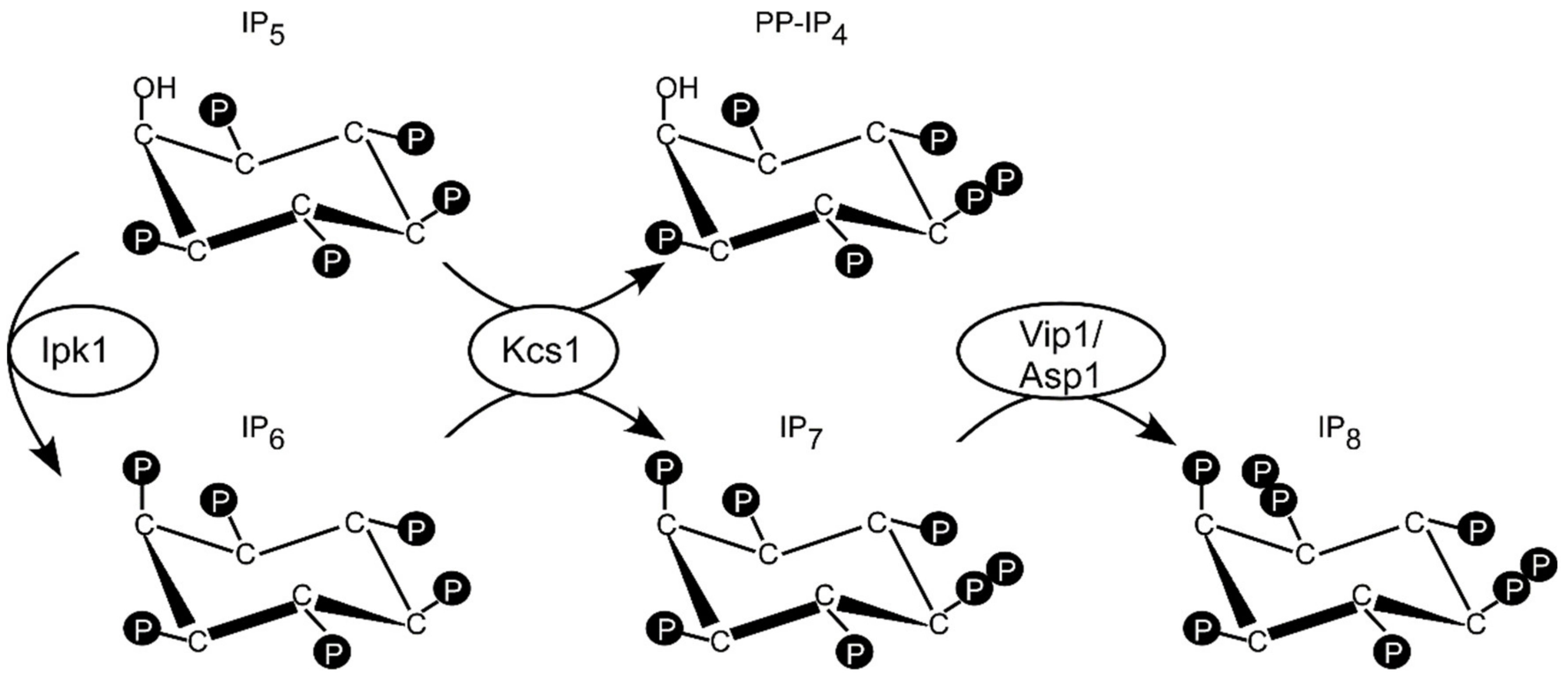 Jof 07 00626 g001 Jof 07 00626 g001