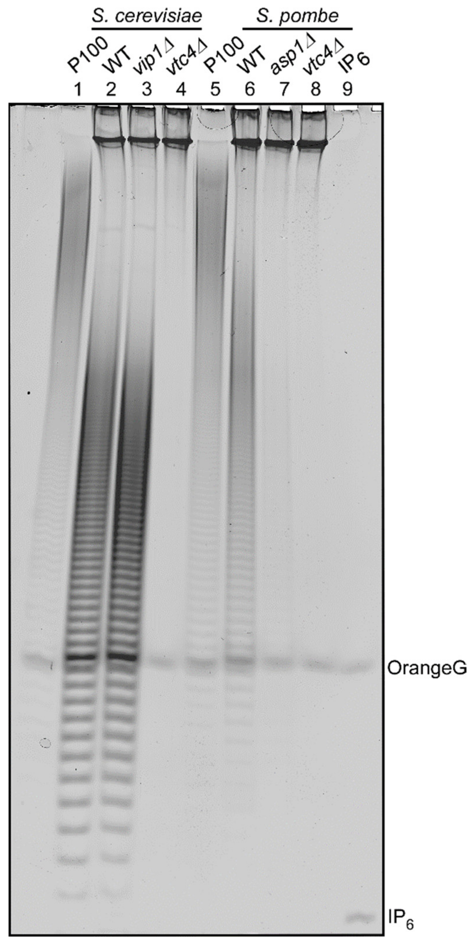 Jof 07 00626 g002 Jof 07 00626 g002