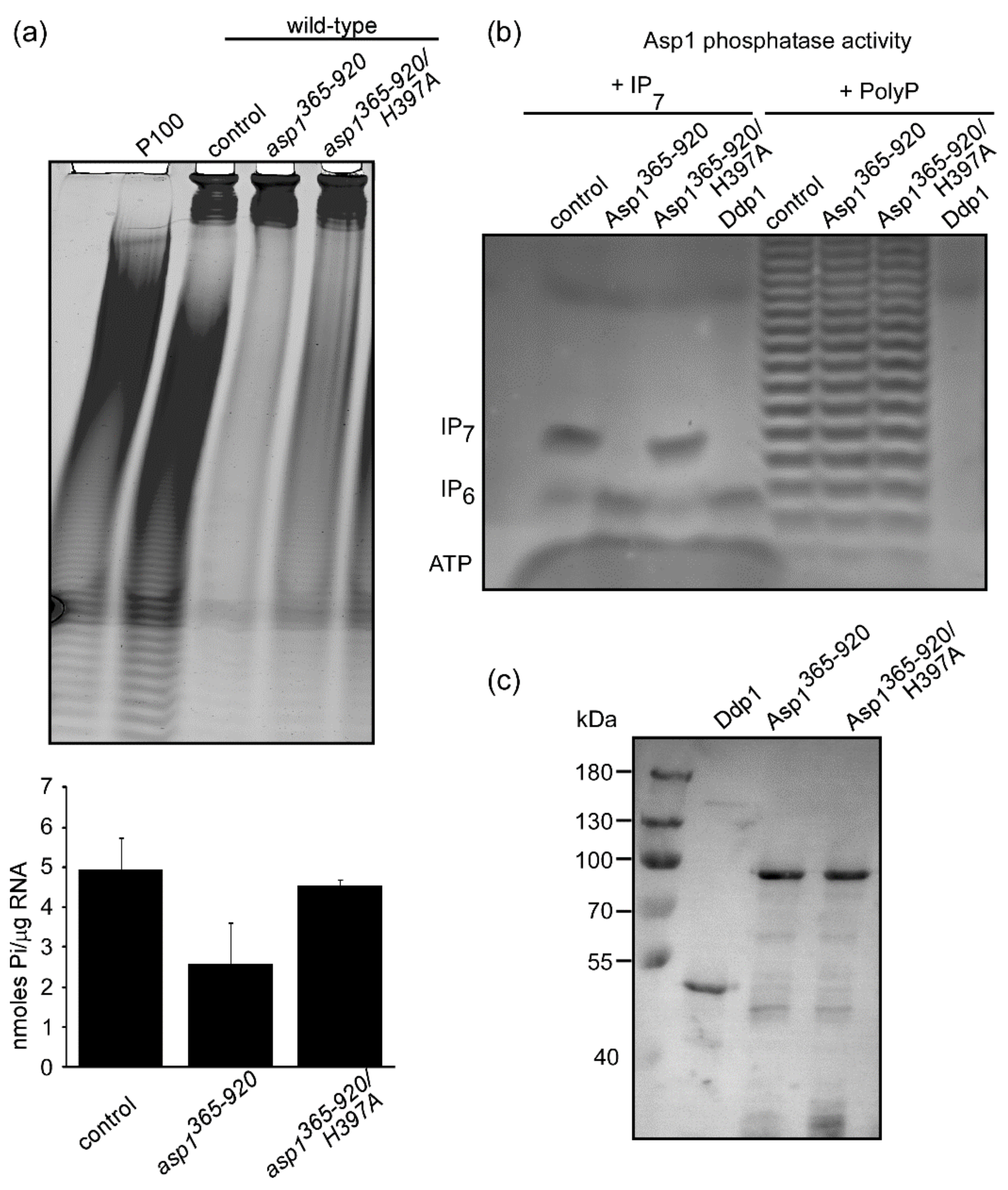 Jof 07 00626 g004 Jof 07 00626 g004