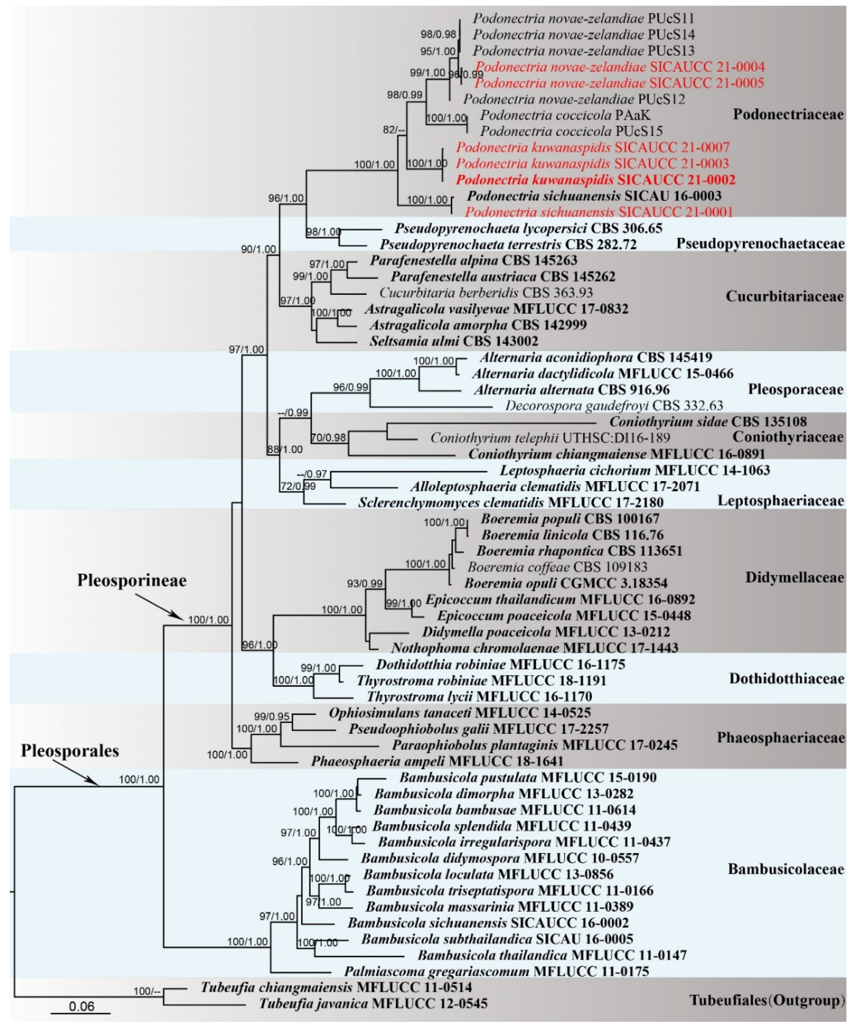 Jof Free Full Text Insight Into The Systematics Of Novel Entomopathogenic Fungi Associated With Armored Scale Insect Kuwanaspis Howardi Hemiptera Diaspididae In China Html
