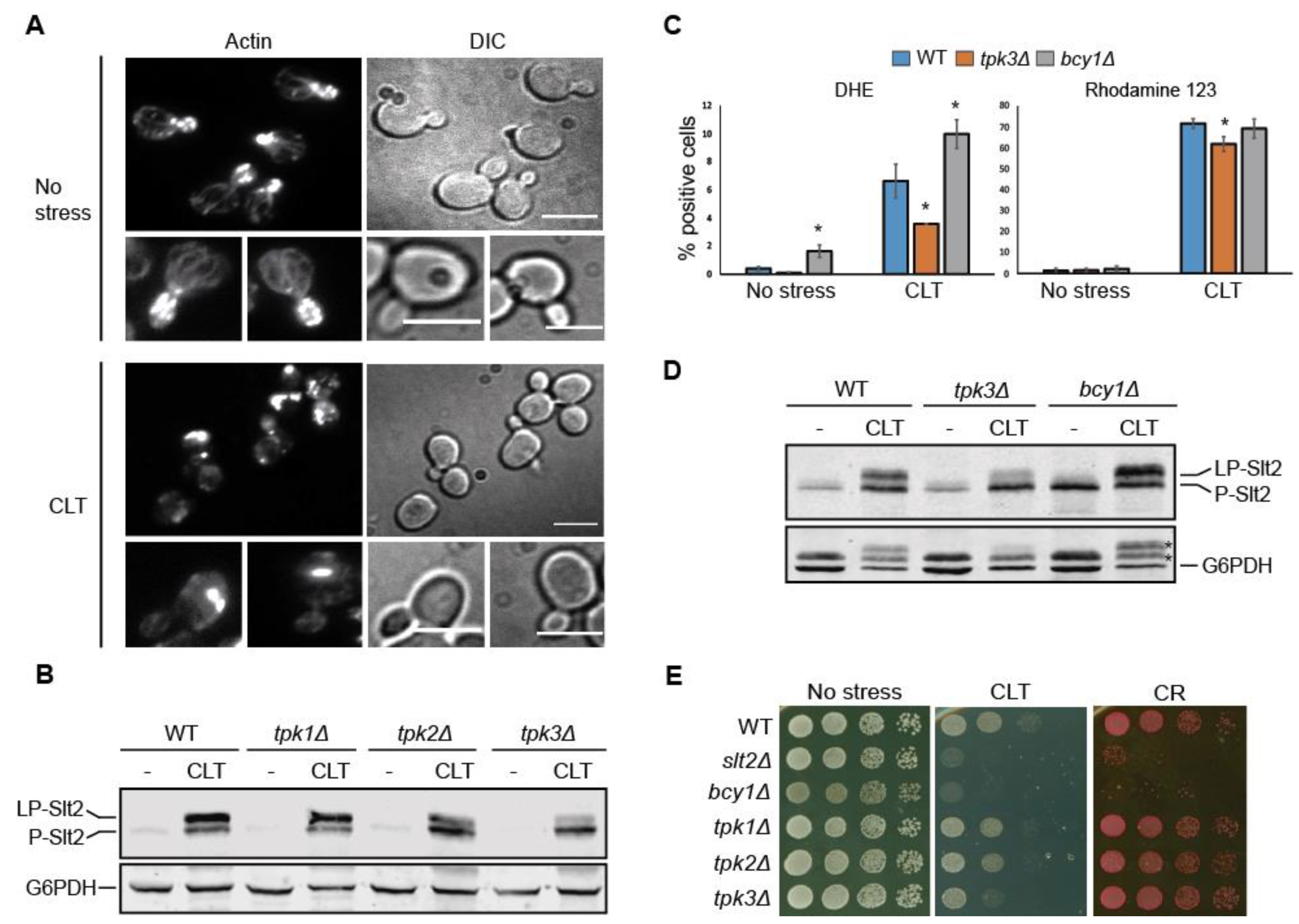 Jof 07 00647 g007 Jof 07 00647 g007