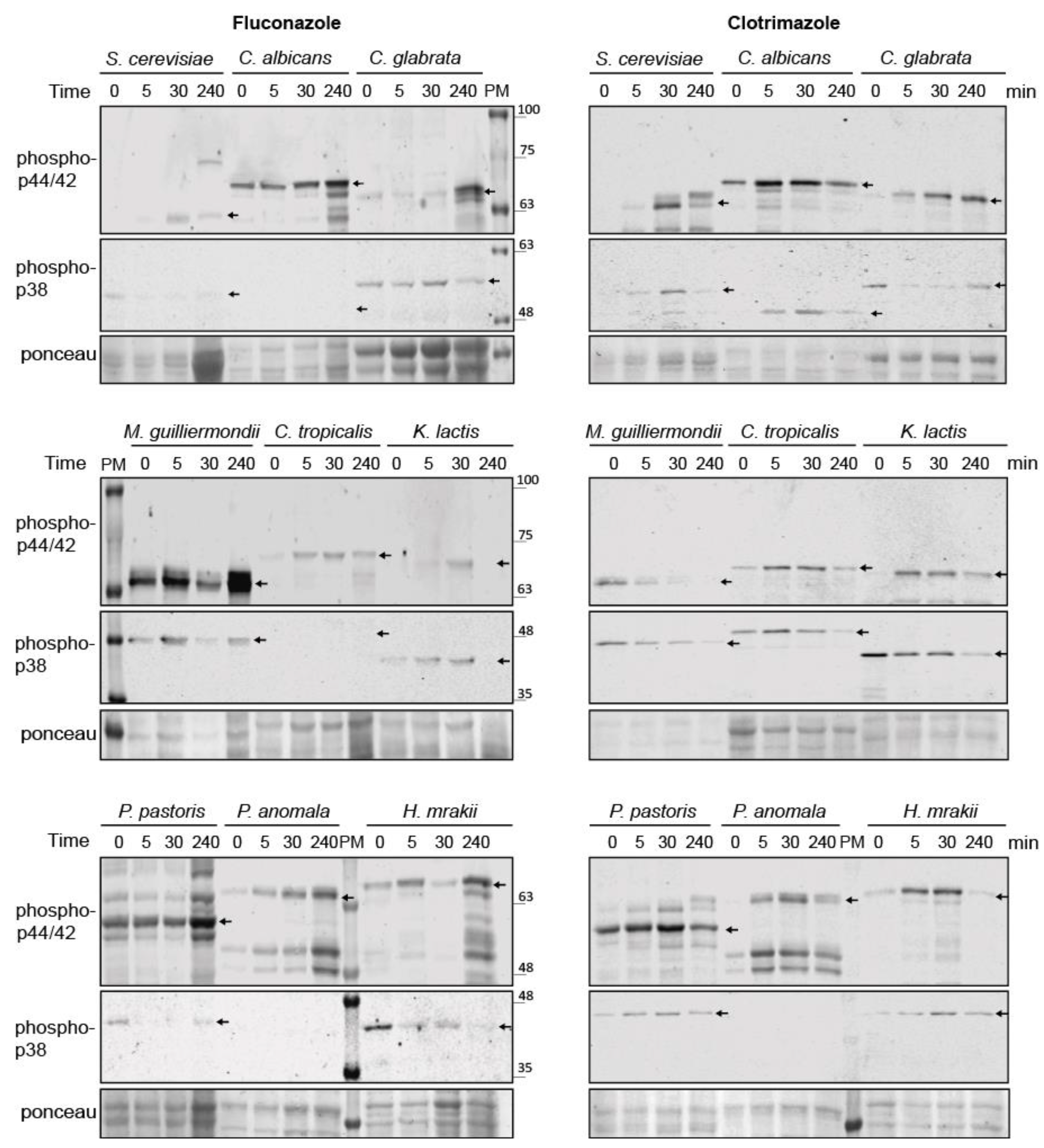 Jof 07 00647 g008 Jof 07 00647 g008