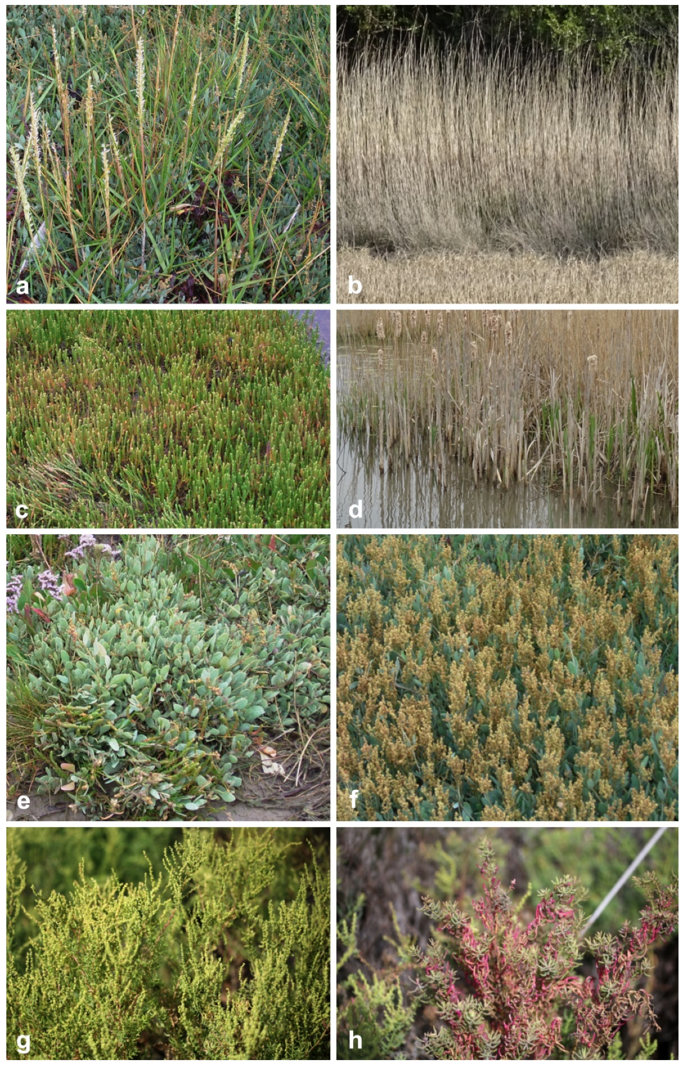 Jof 07 00648 g002 Jof 07 00648 g002