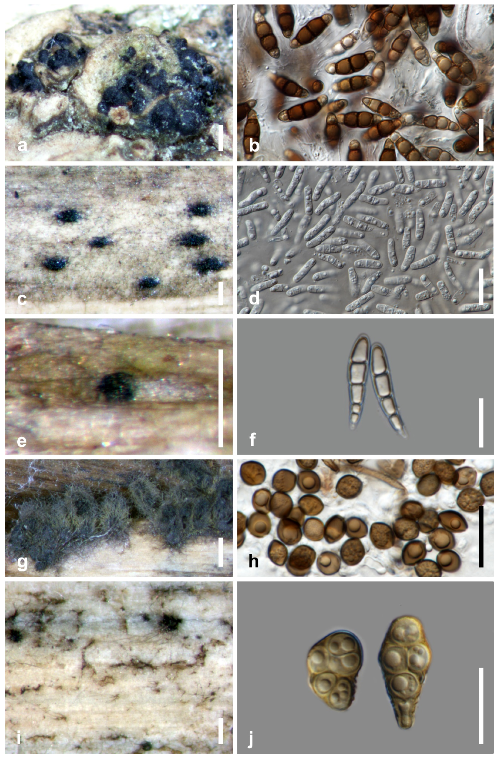 Jof 07 00648 g004 Jof 07 00648 g004