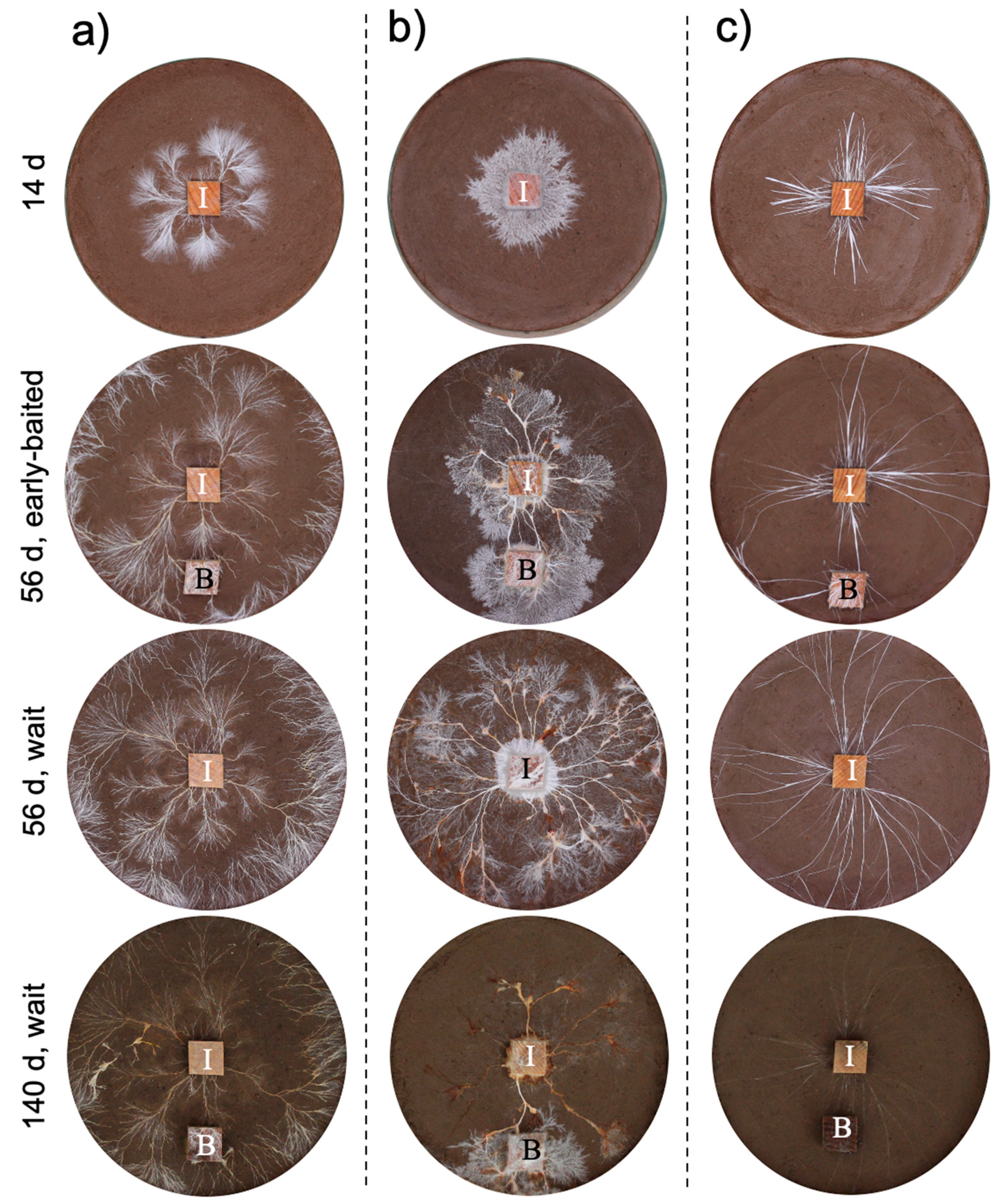 Jof 07 00654 g001 Jof 07 00654 g001