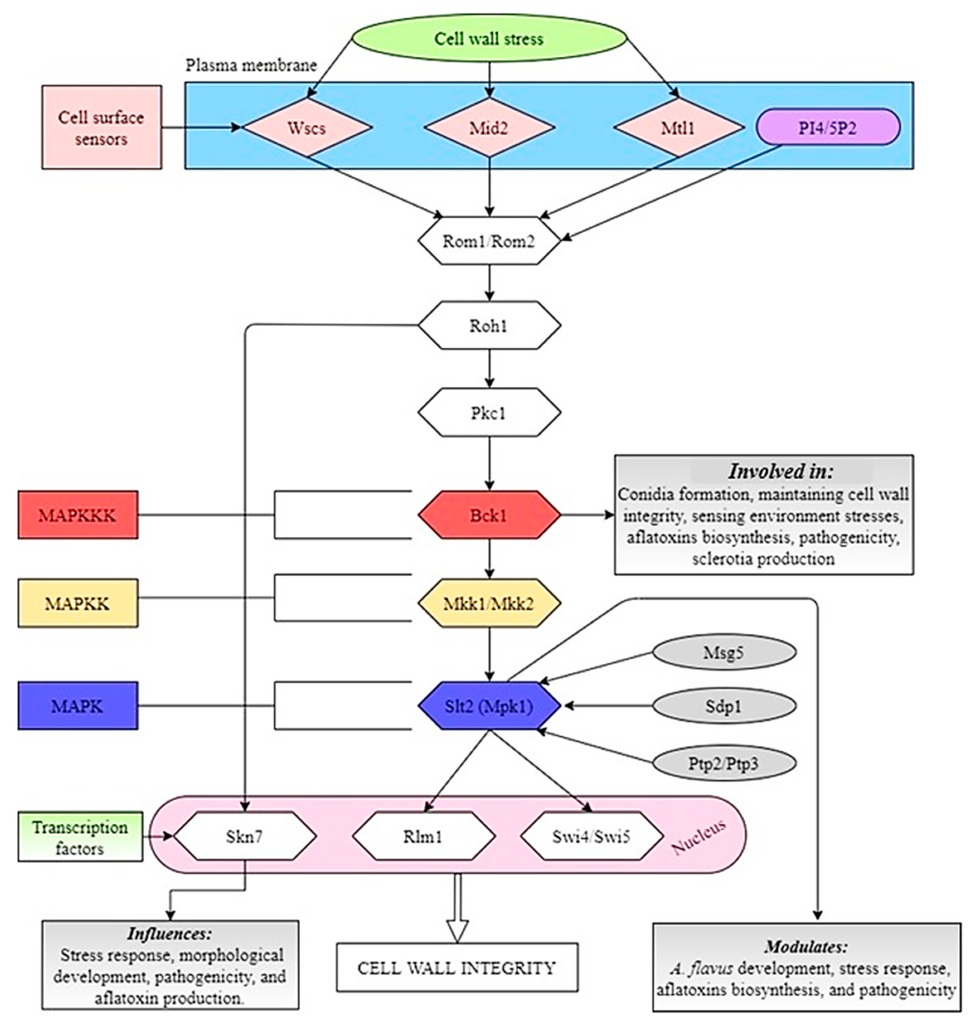 Jof 07 00666 g002 550