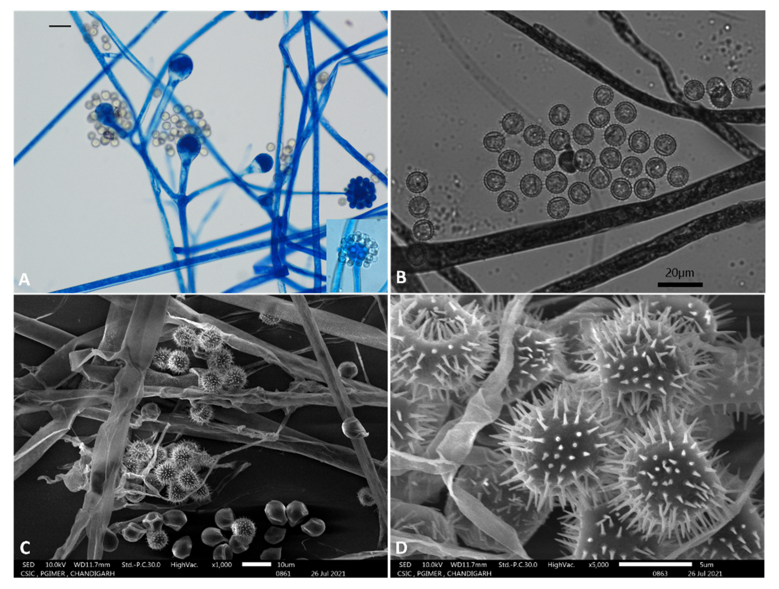 Jof 07 00670 g005 Jof 07 00670 g005