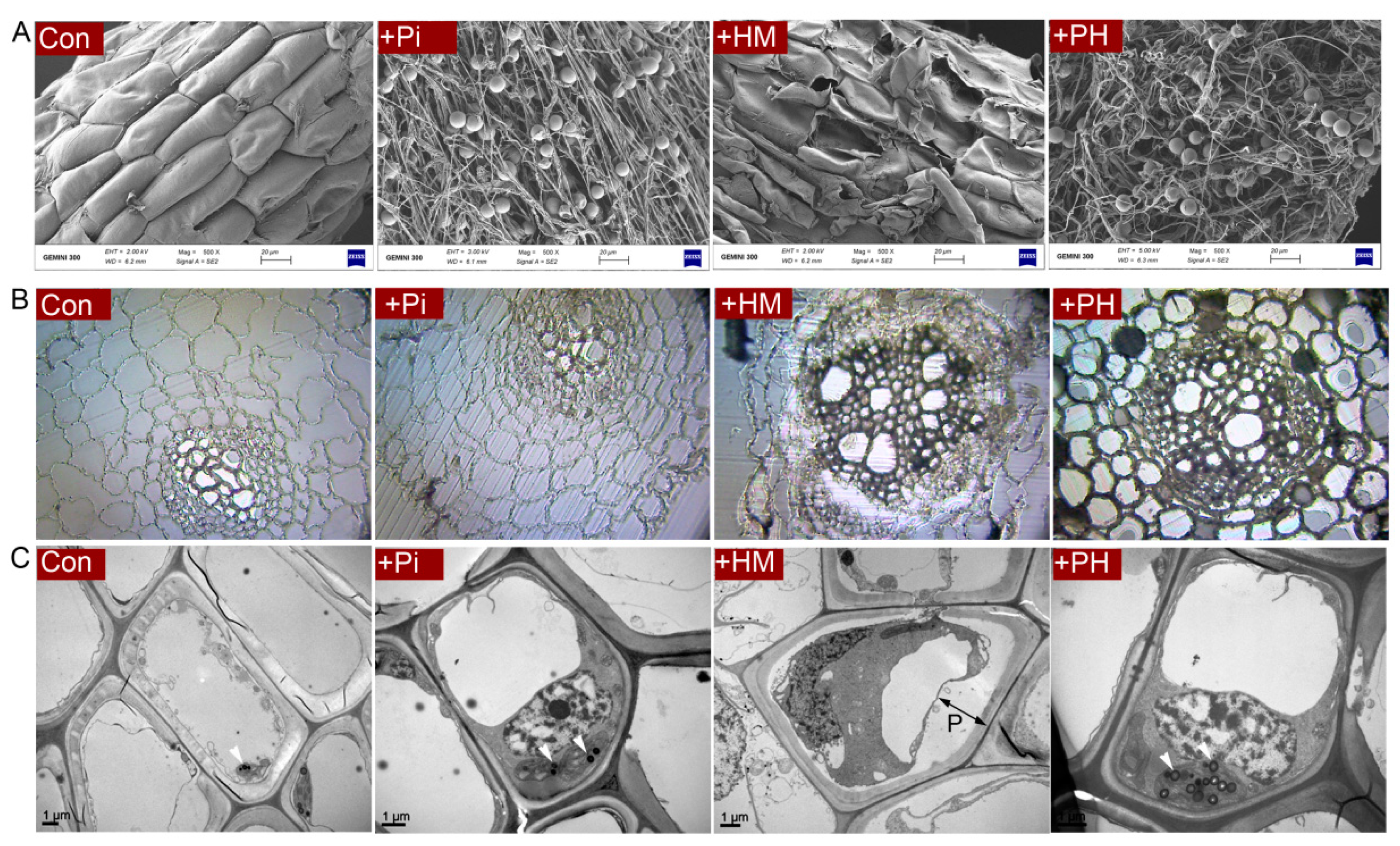 Jof 07 00675 g002 550