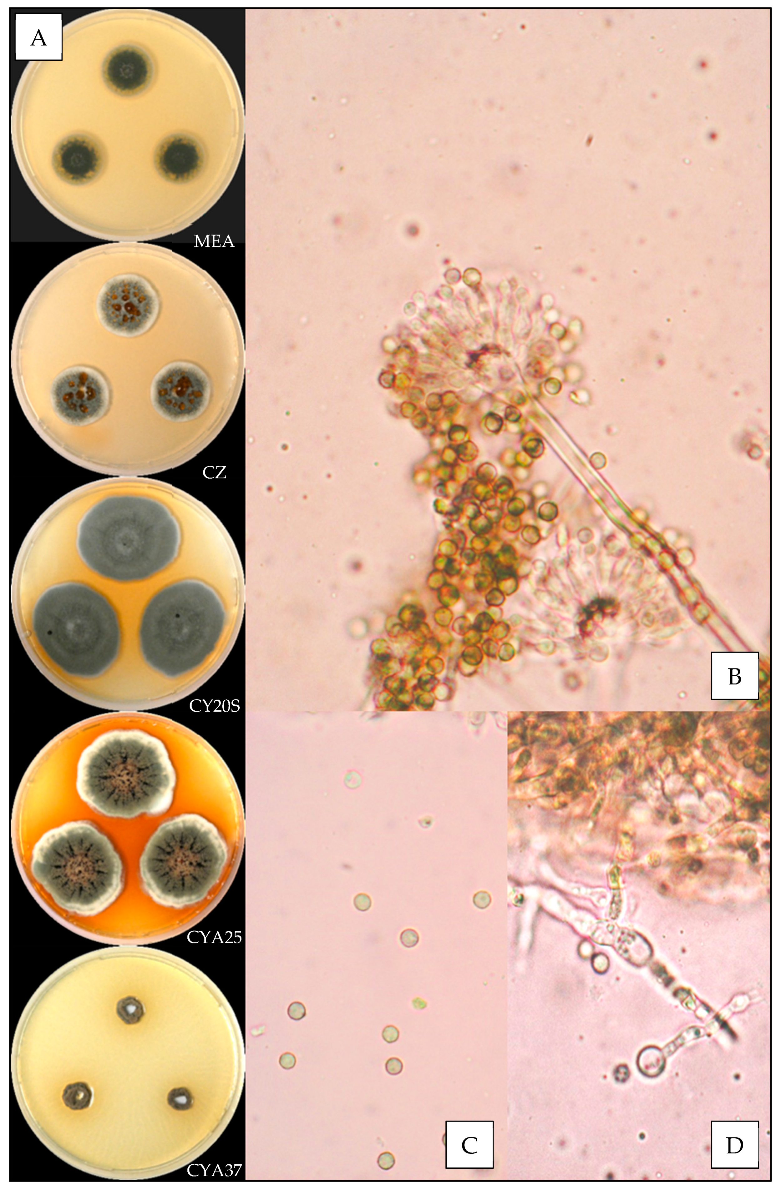 jof free full text first characterization and description of aspergillus series versicolores in french bioaerosols html