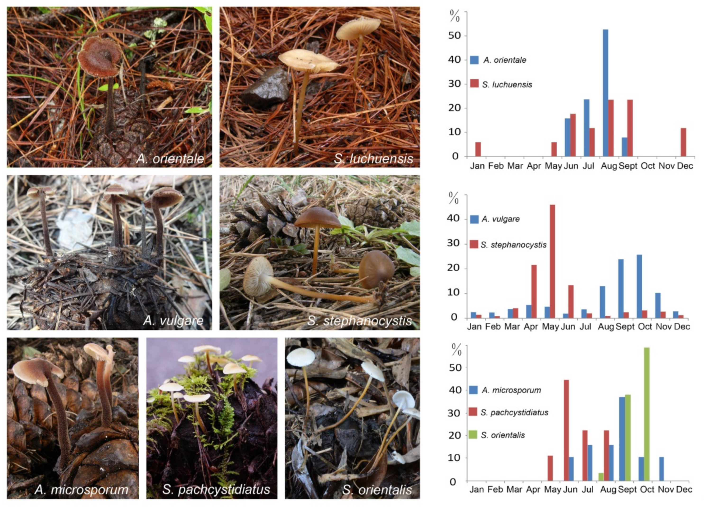 Jof 07 00679 g001 Jof 07 00679 g001