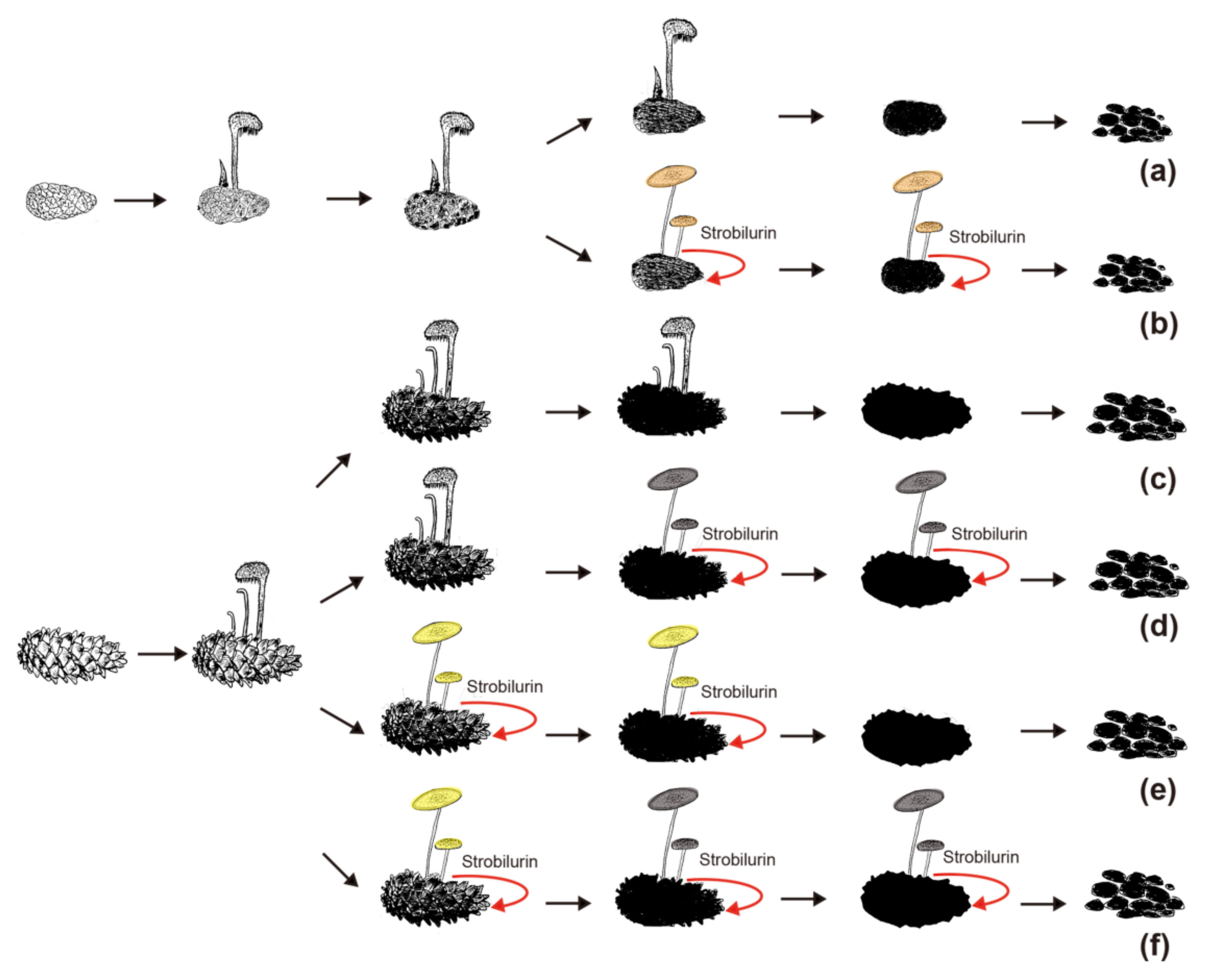 Jof 07 00679 g006 Jof 07 00679 g006