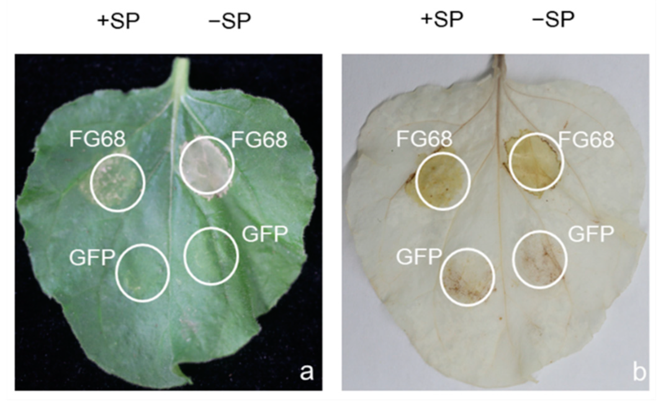 Jof 07 00699 g004 Jof 07 00699 g004