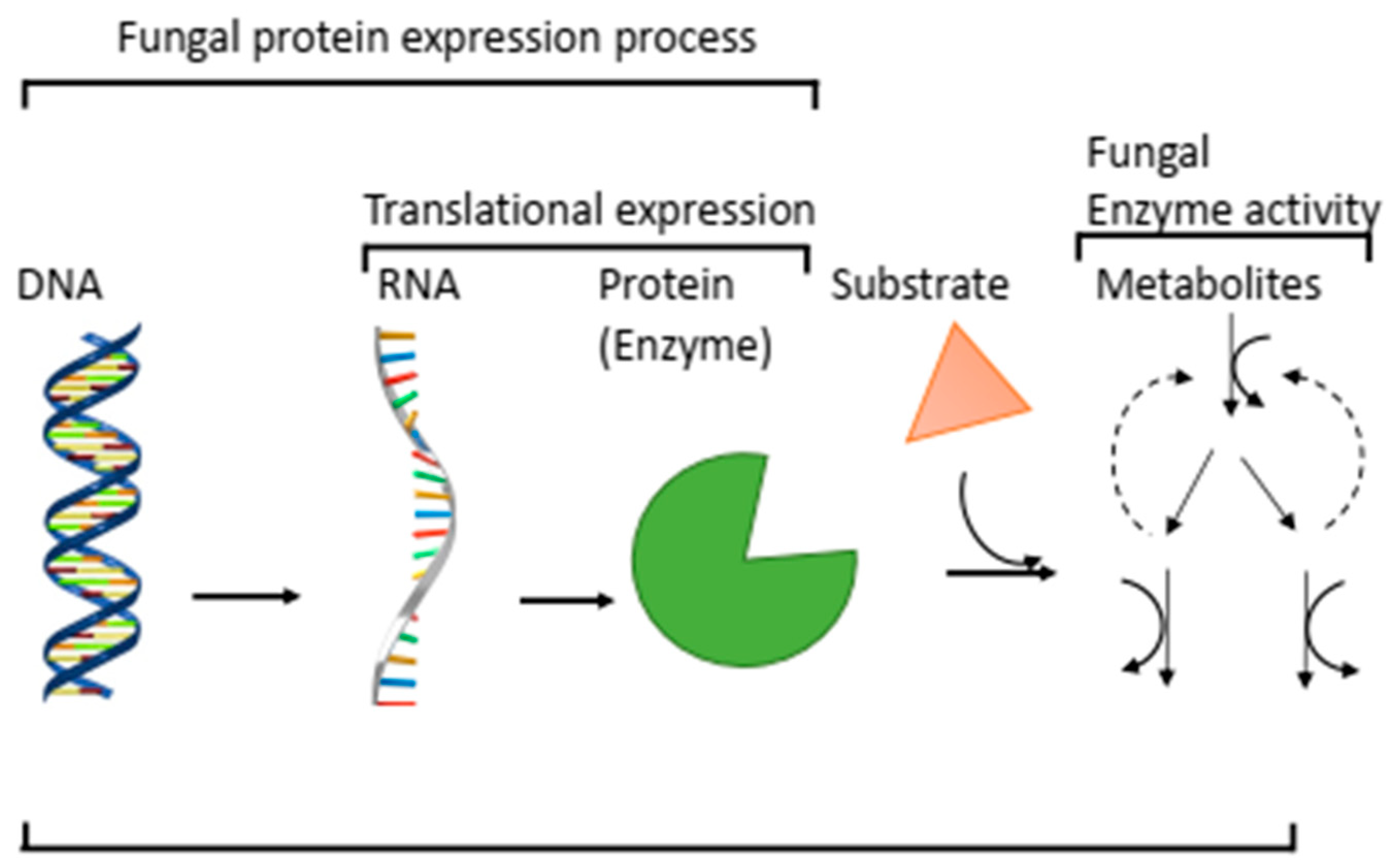 In the following diagram of a ribosome, assign the correct labels.