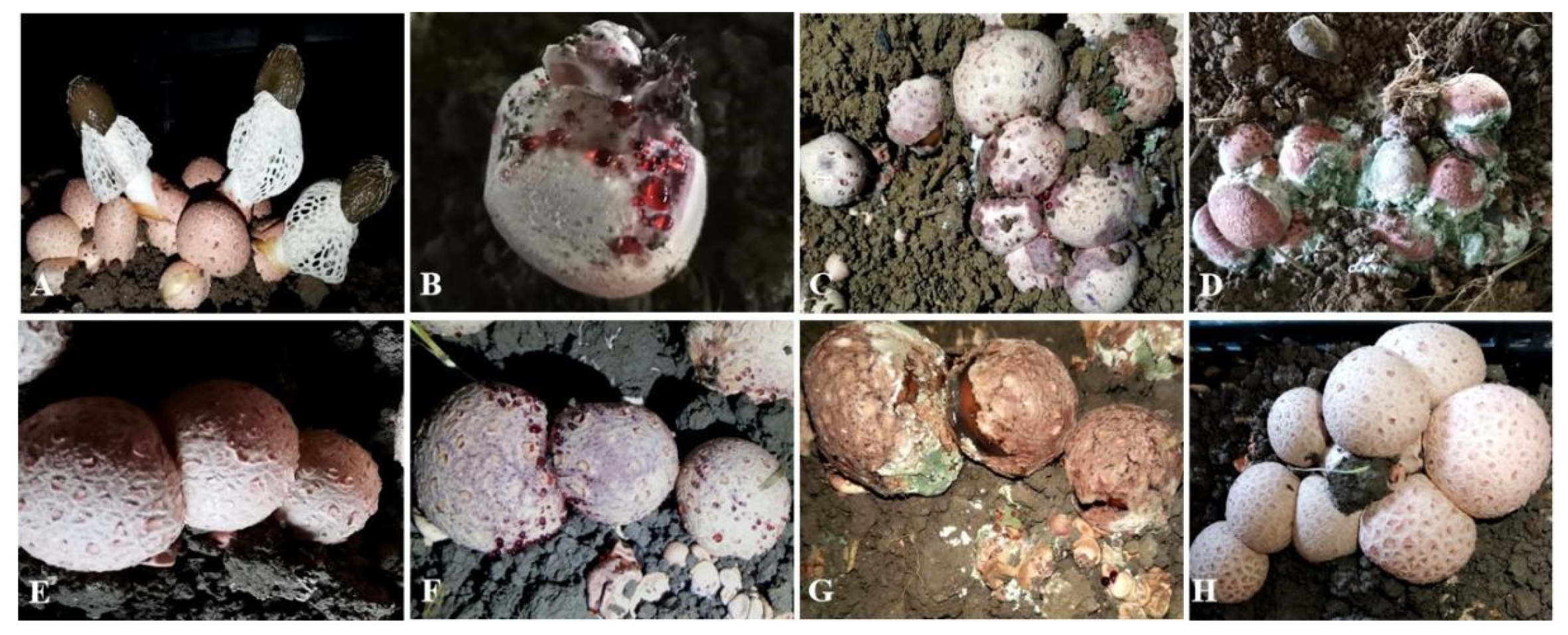 Jof 07 00707 g001 550