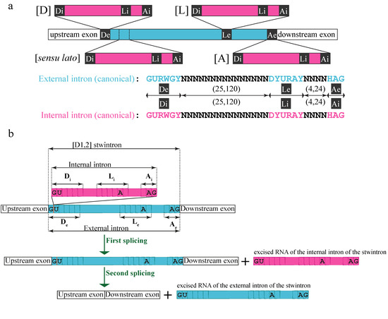 Figures to explain terminology. (A) Intact exon (IE) type and broken