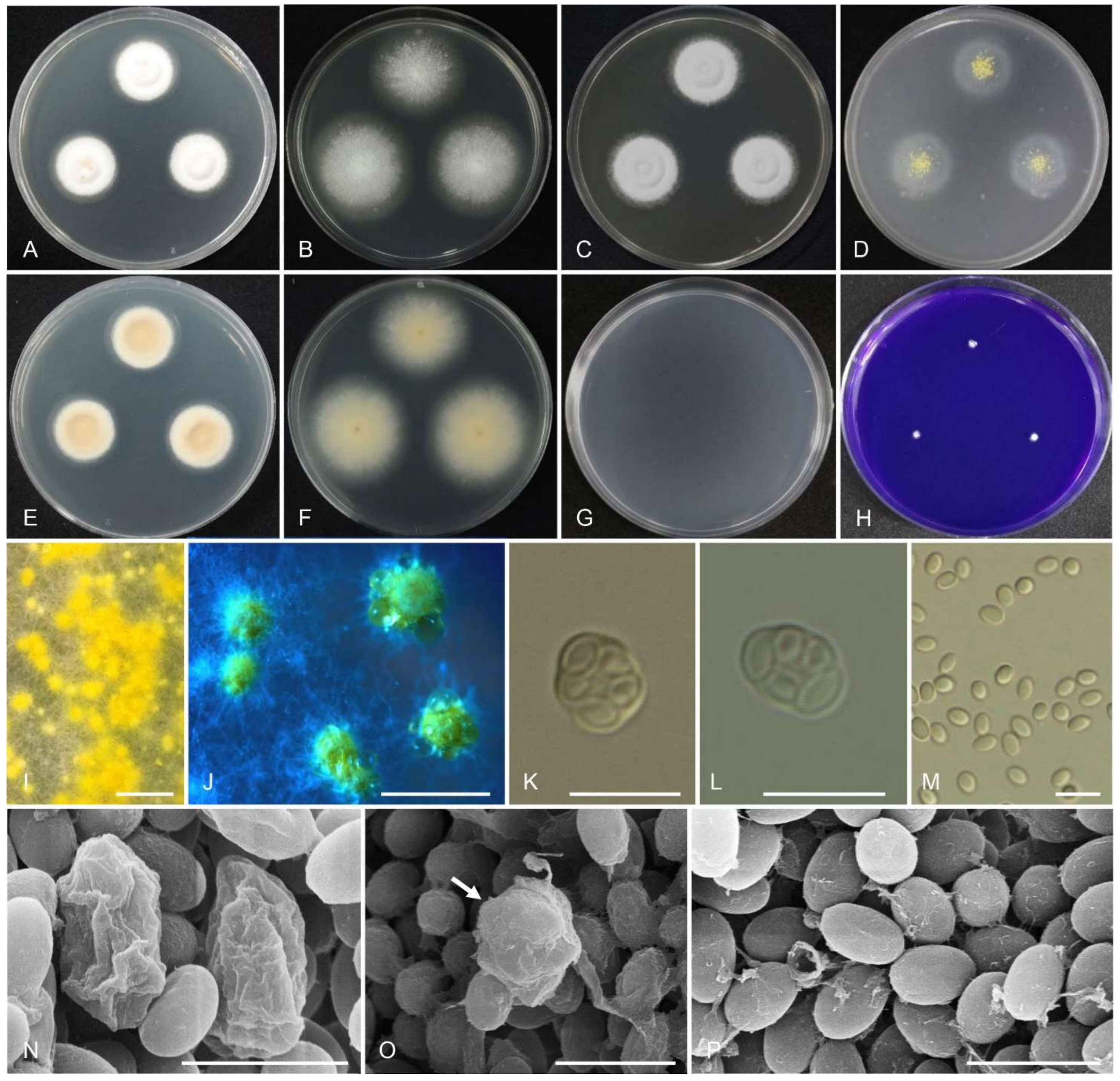 Jof 07 00722 g006 550