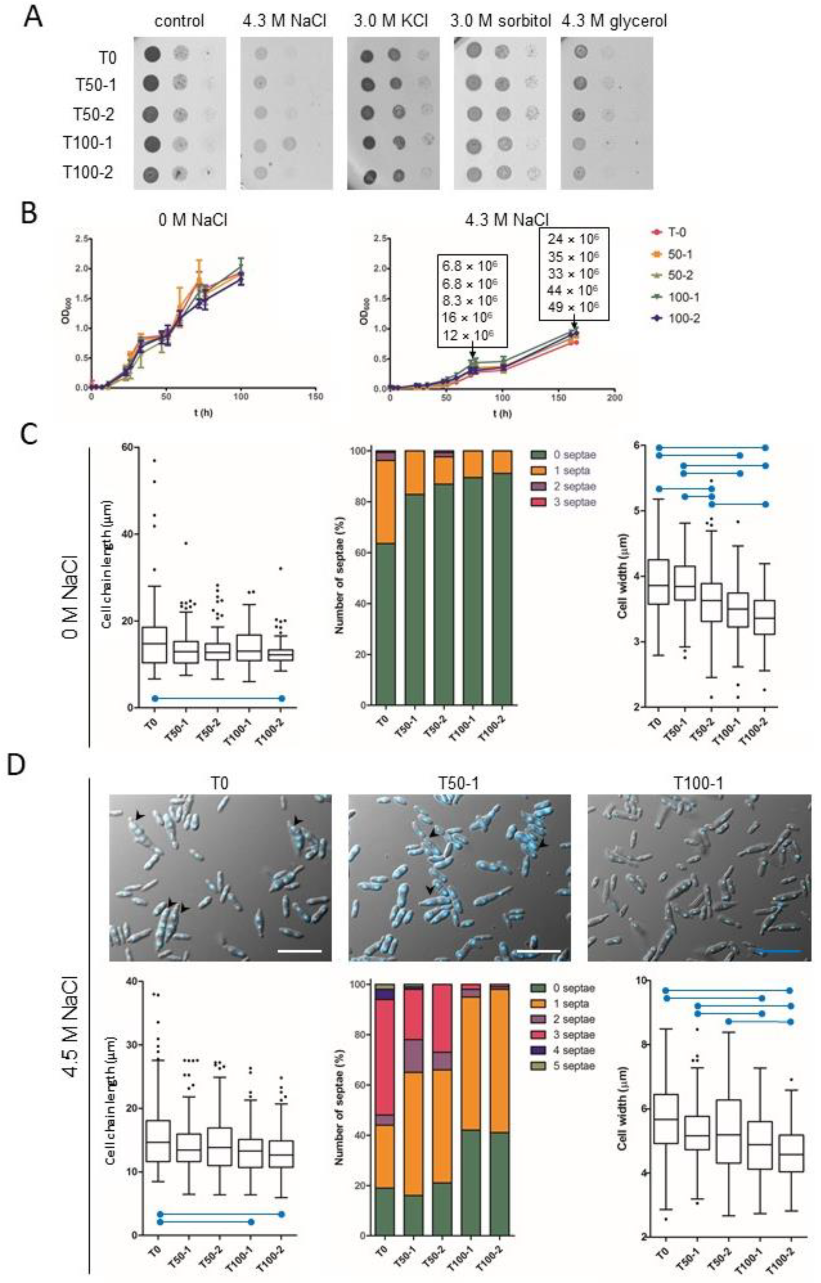 Seven Years at High Salinity—Experimental Evolution of the Extremely Halotolerant Black Yeast Hortaea werneckii